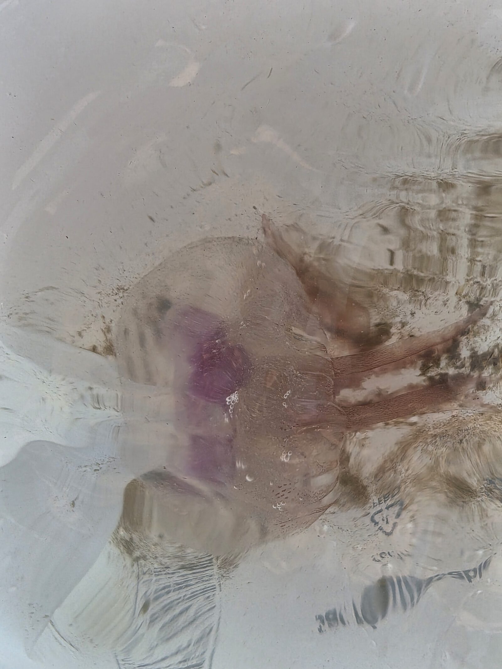 Pelagia Noctiluca