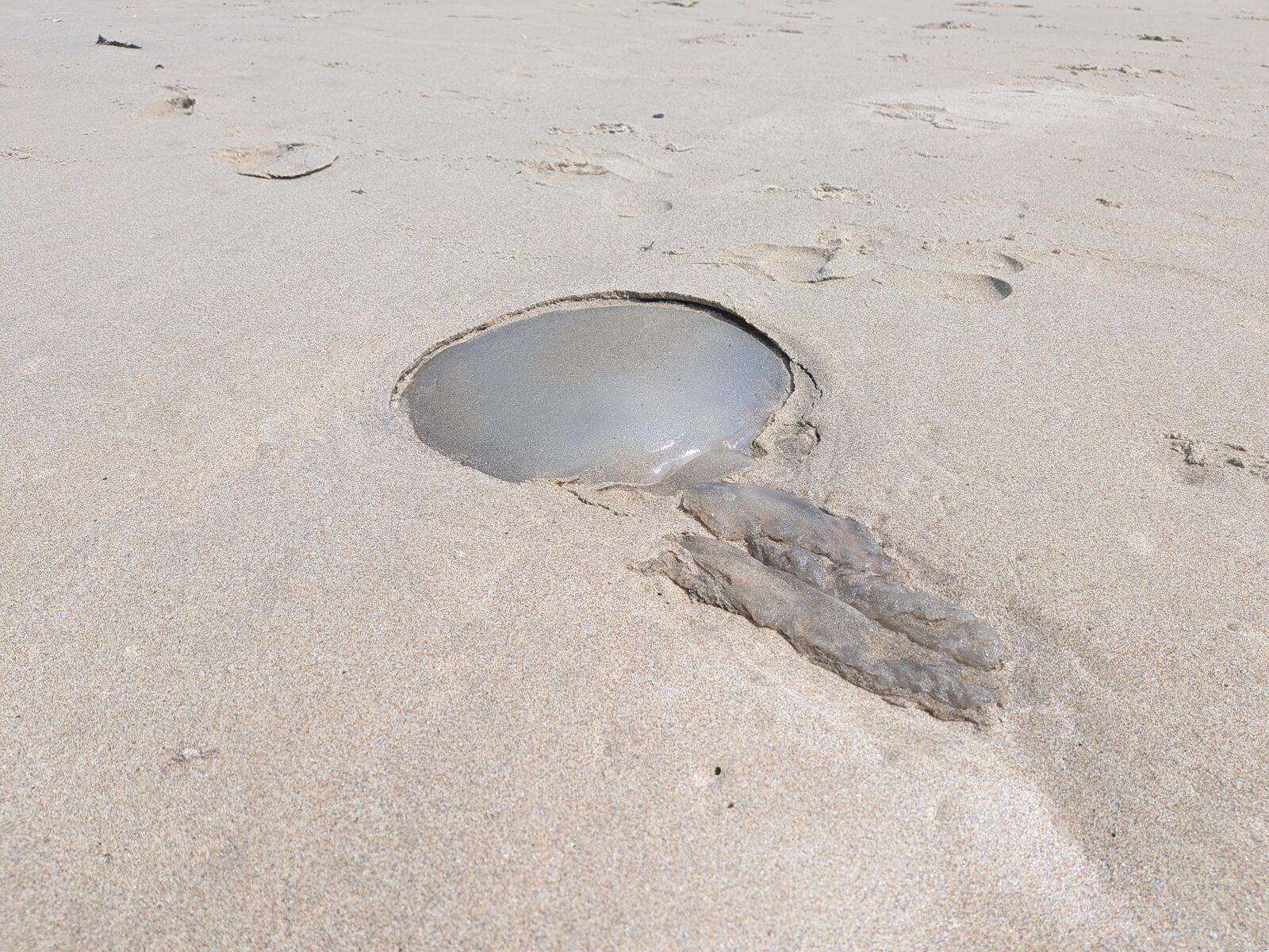 Rhizostoma octopus