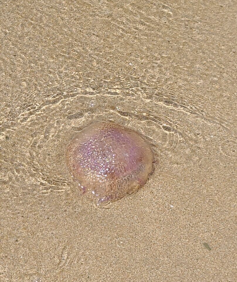 Pelagia Noctiluca