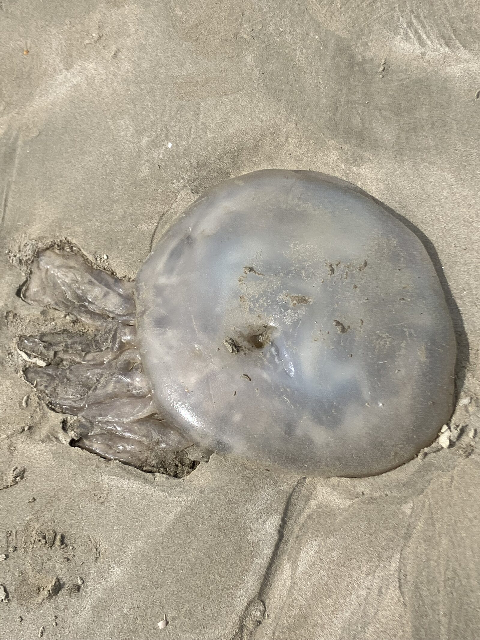 Rhizostoma octopus