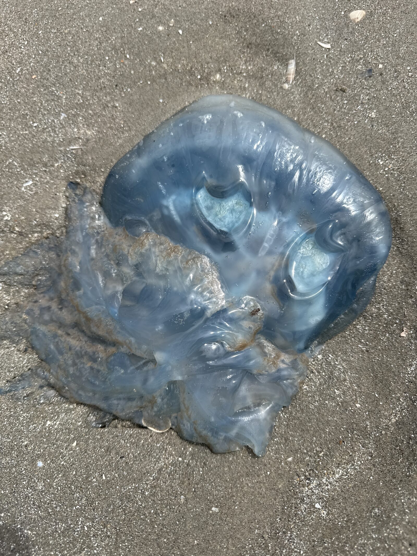 Rhizostoma octopus
