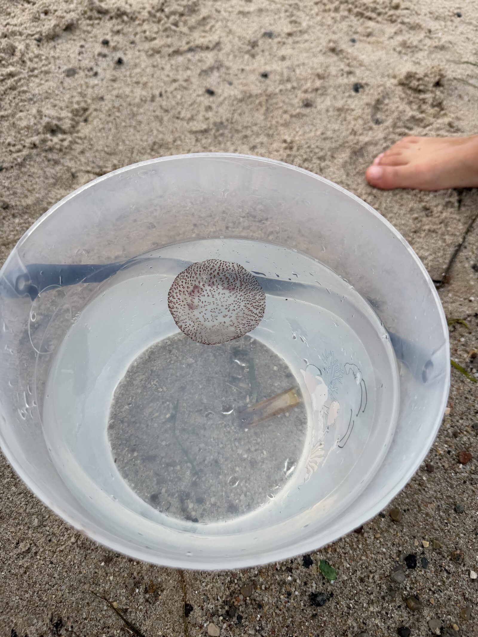 Pelagia Noctiluca