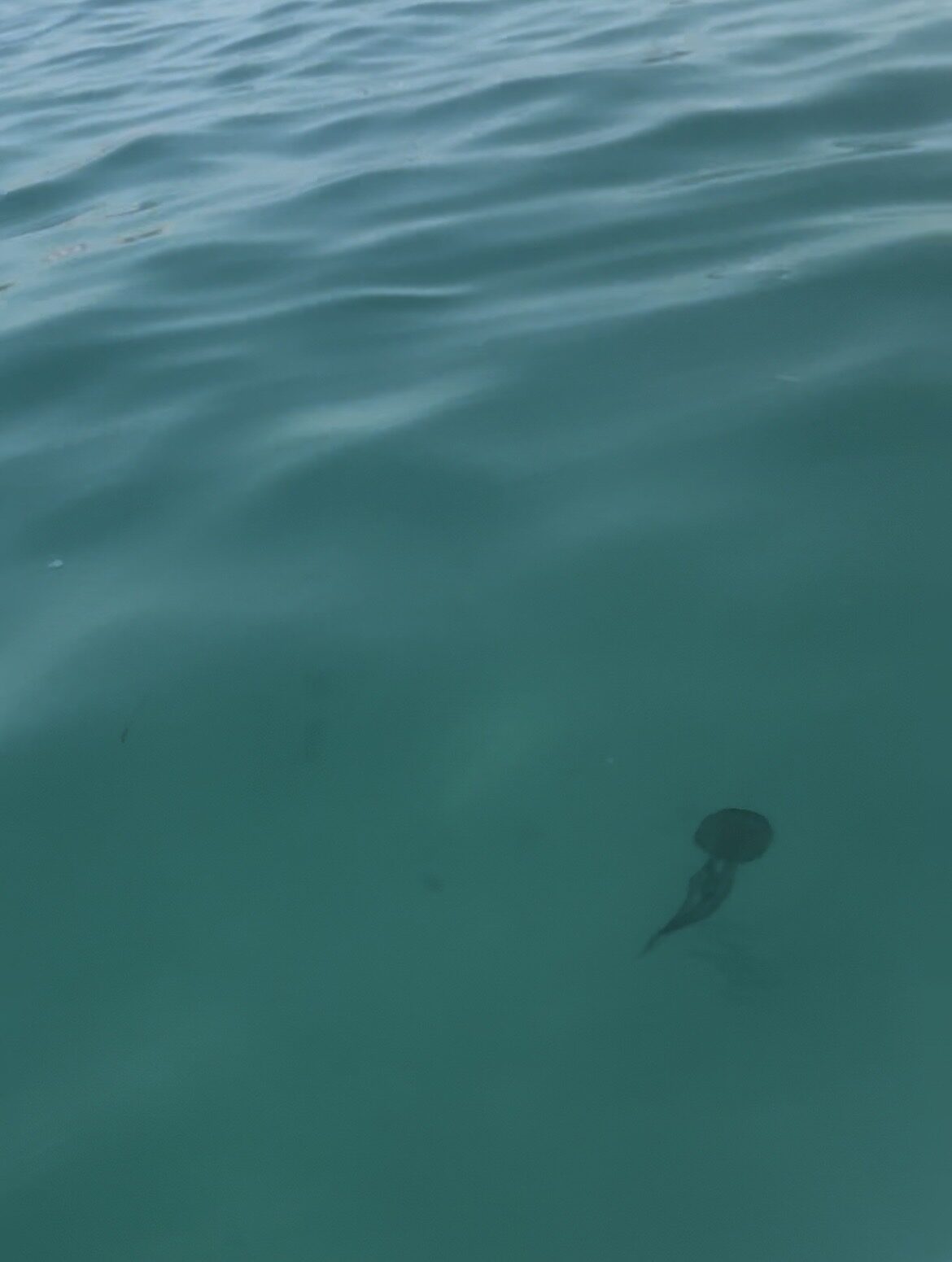 Pelagia Noctiluca