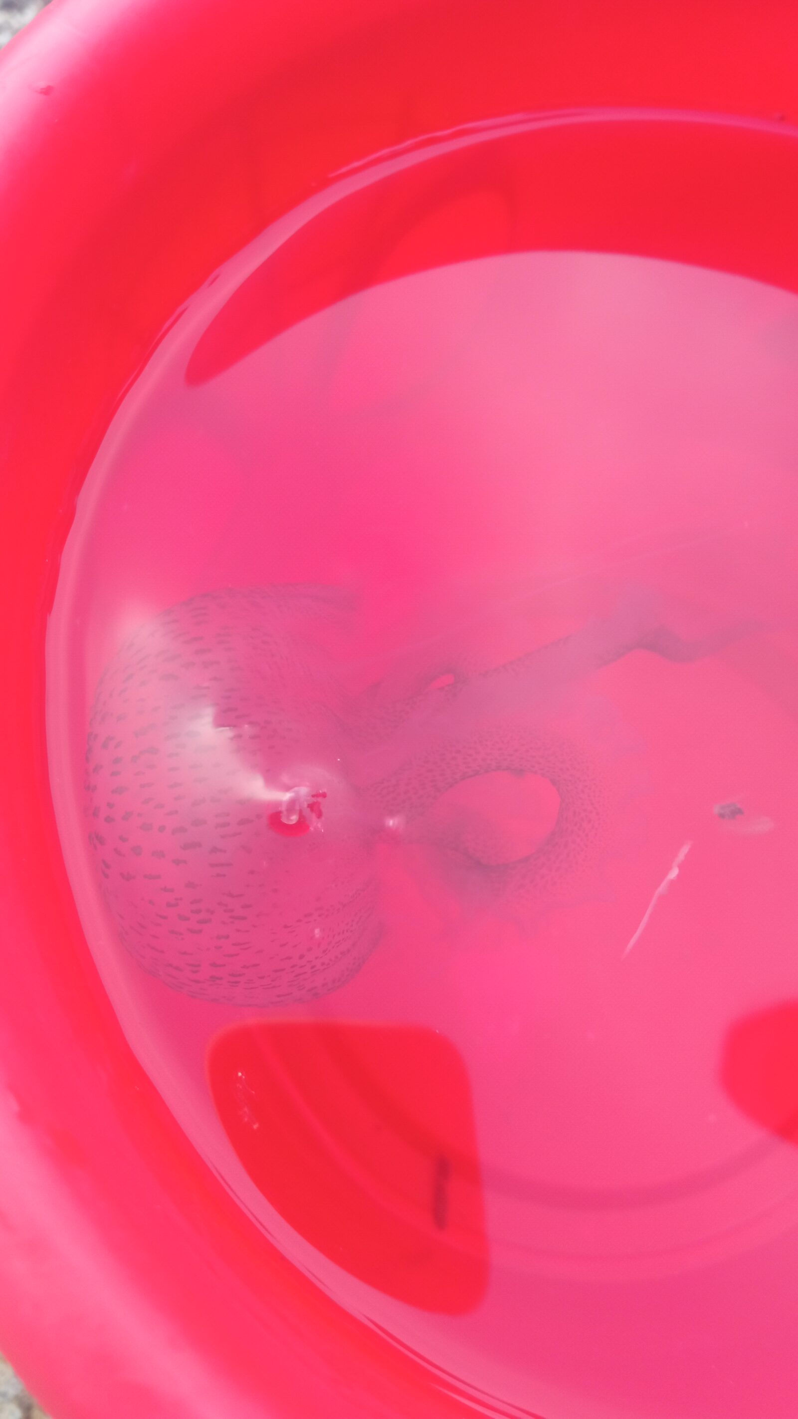 Pelagia Noctiluca