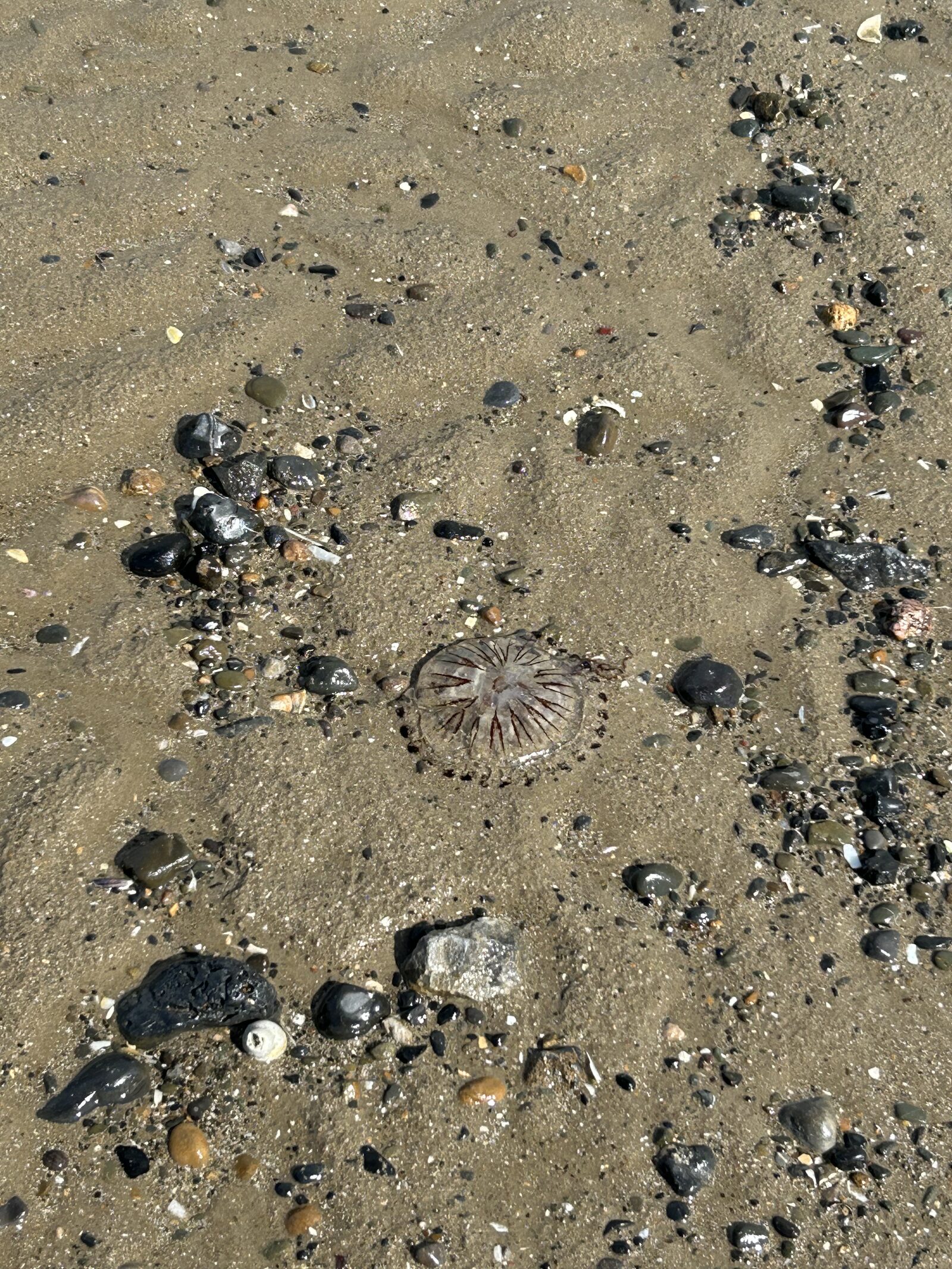 Chrysaora hysoscella