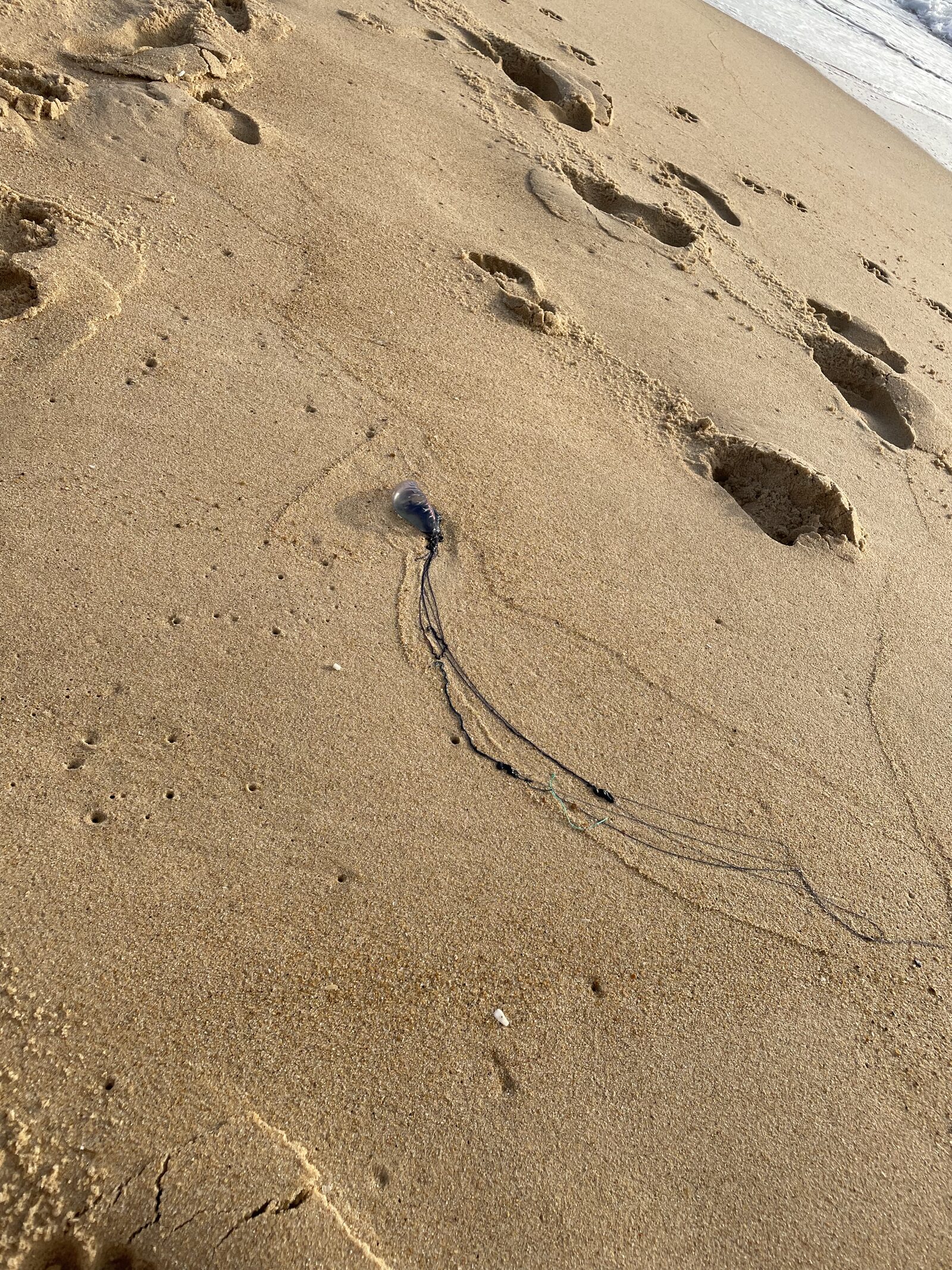 Physalia physalis