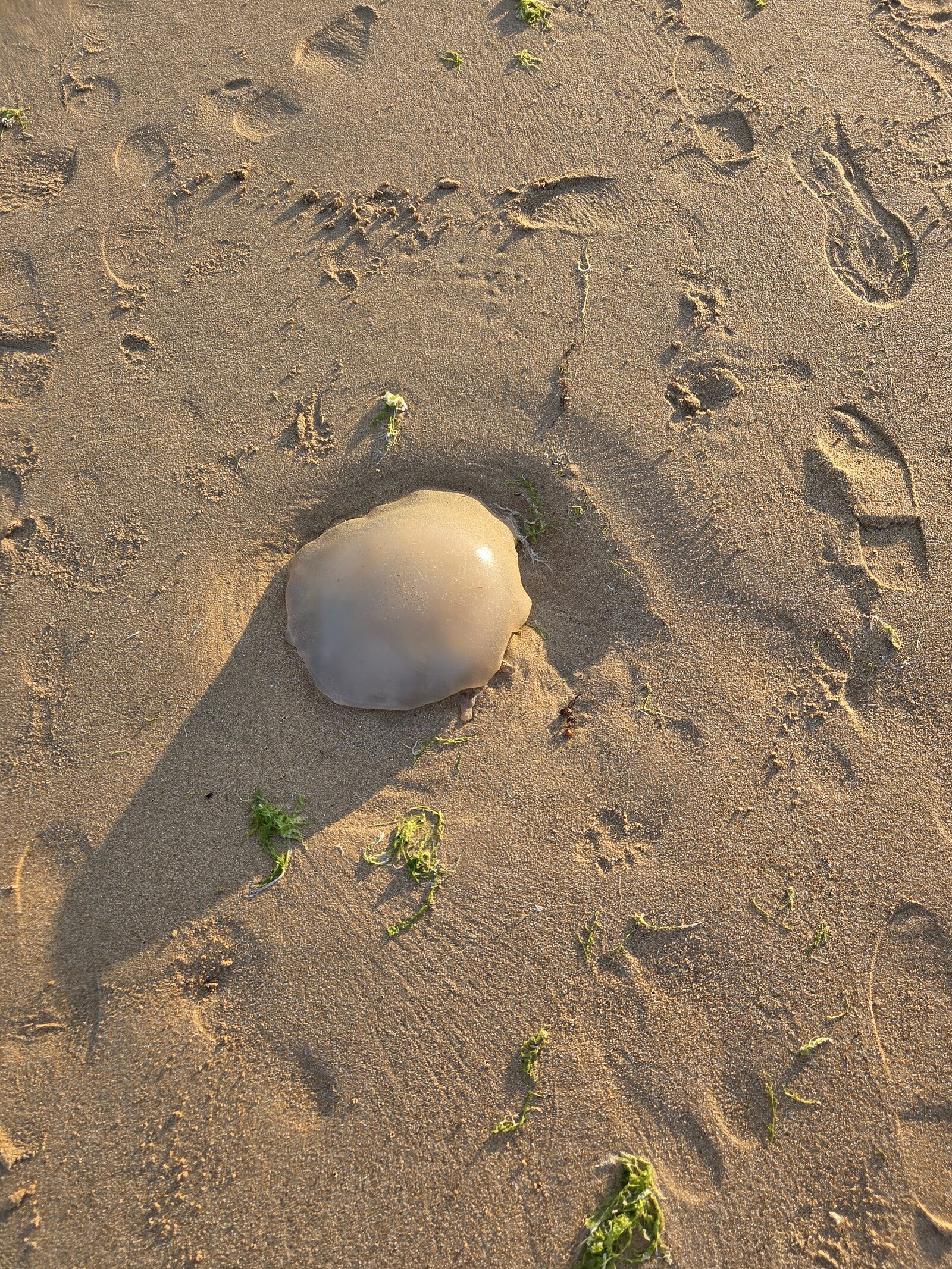 Rhizostoma octopus