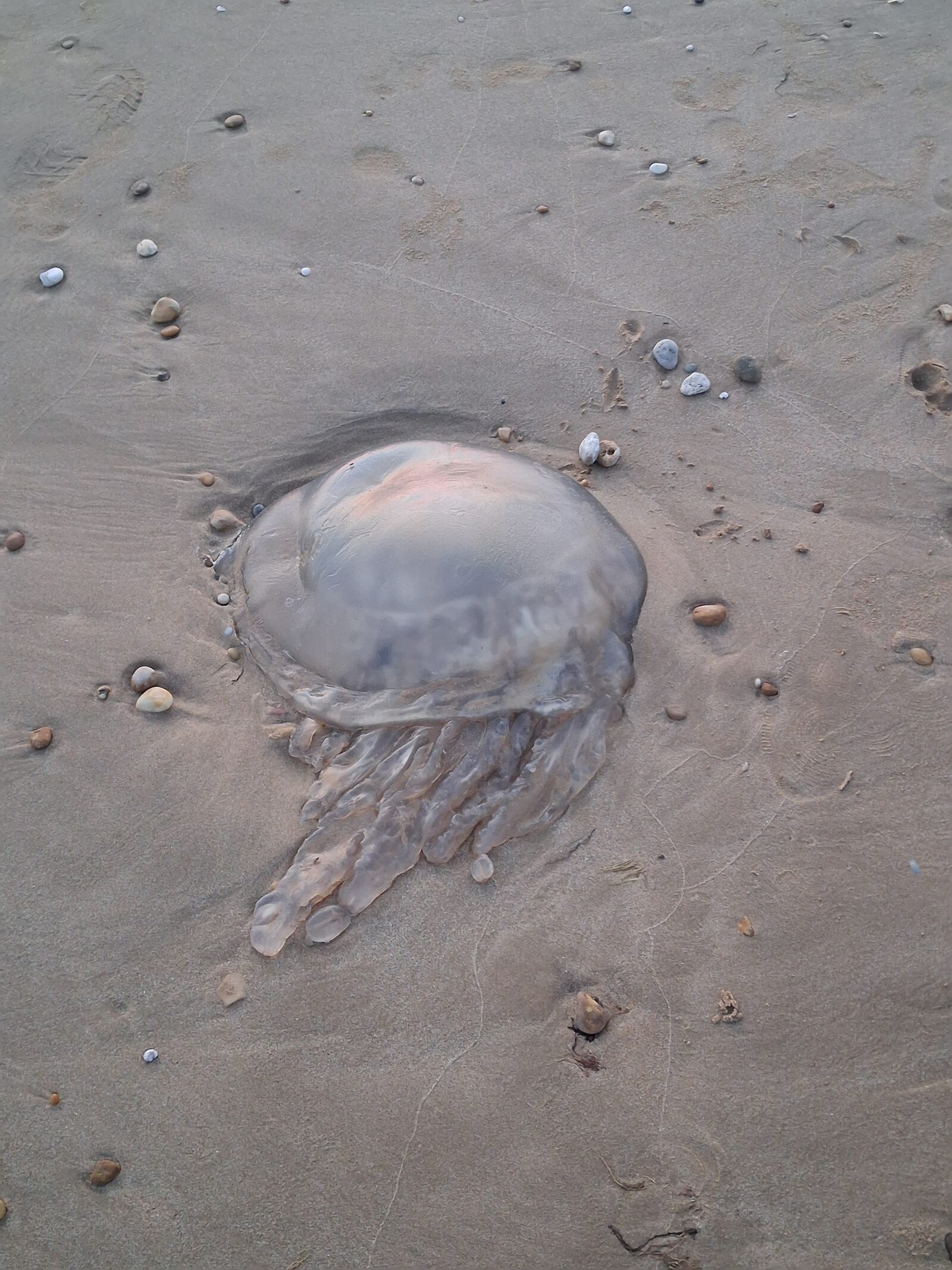 Rhizostoma octopus