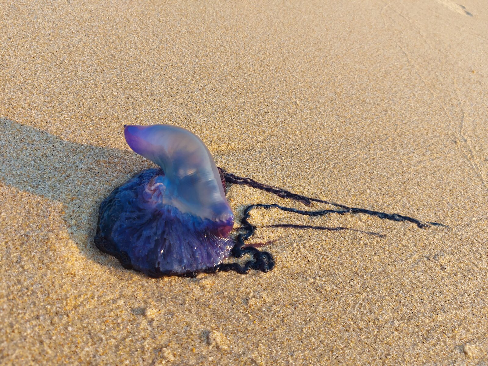 Physalia physalis