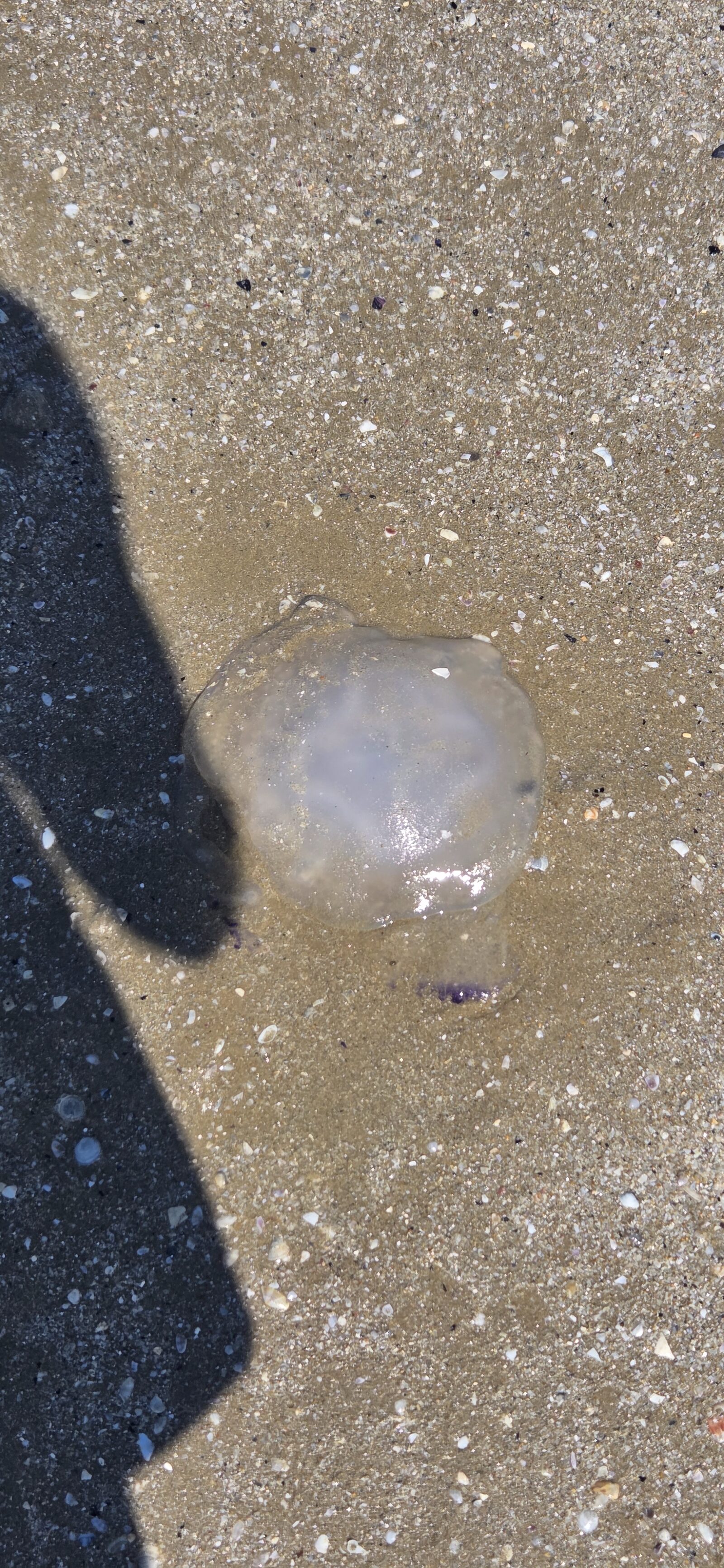 Rhizostoma octopus