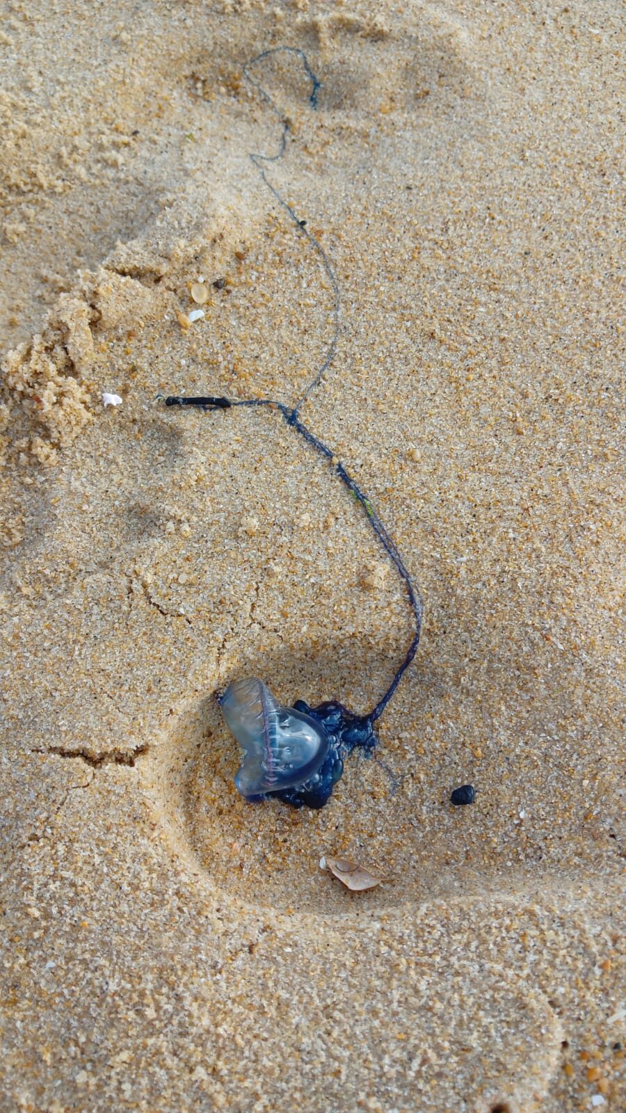 Physalia physalis