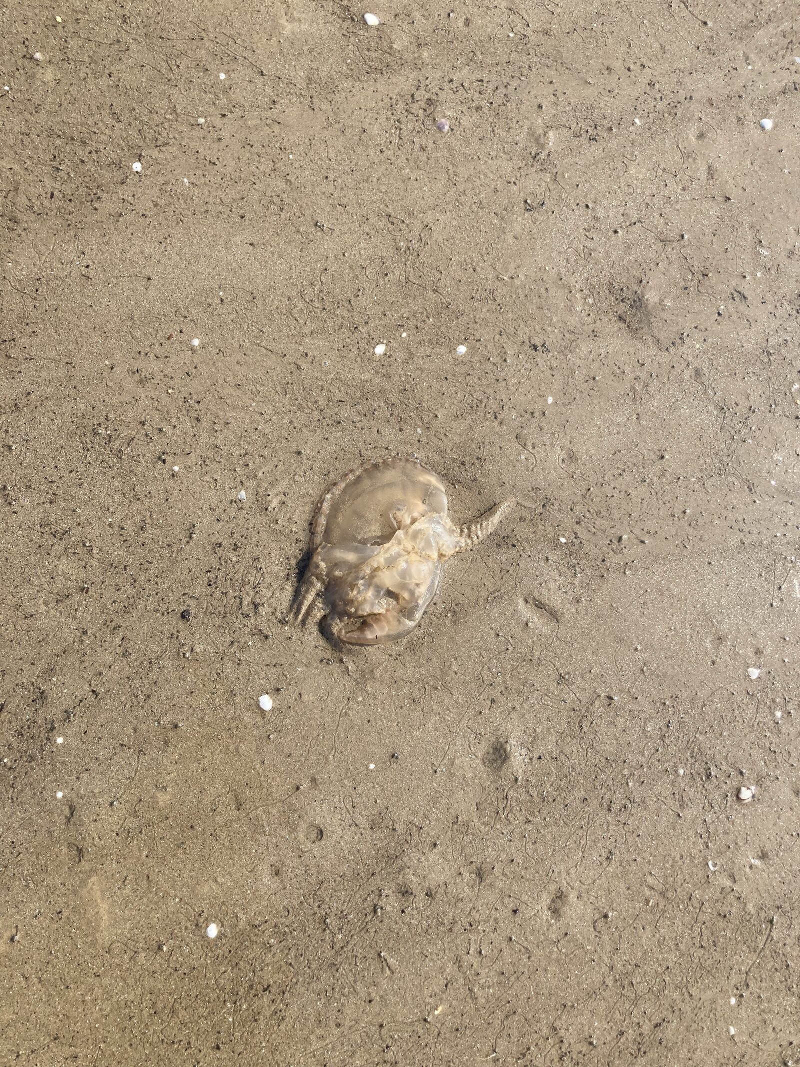 Rhizostoma octopus