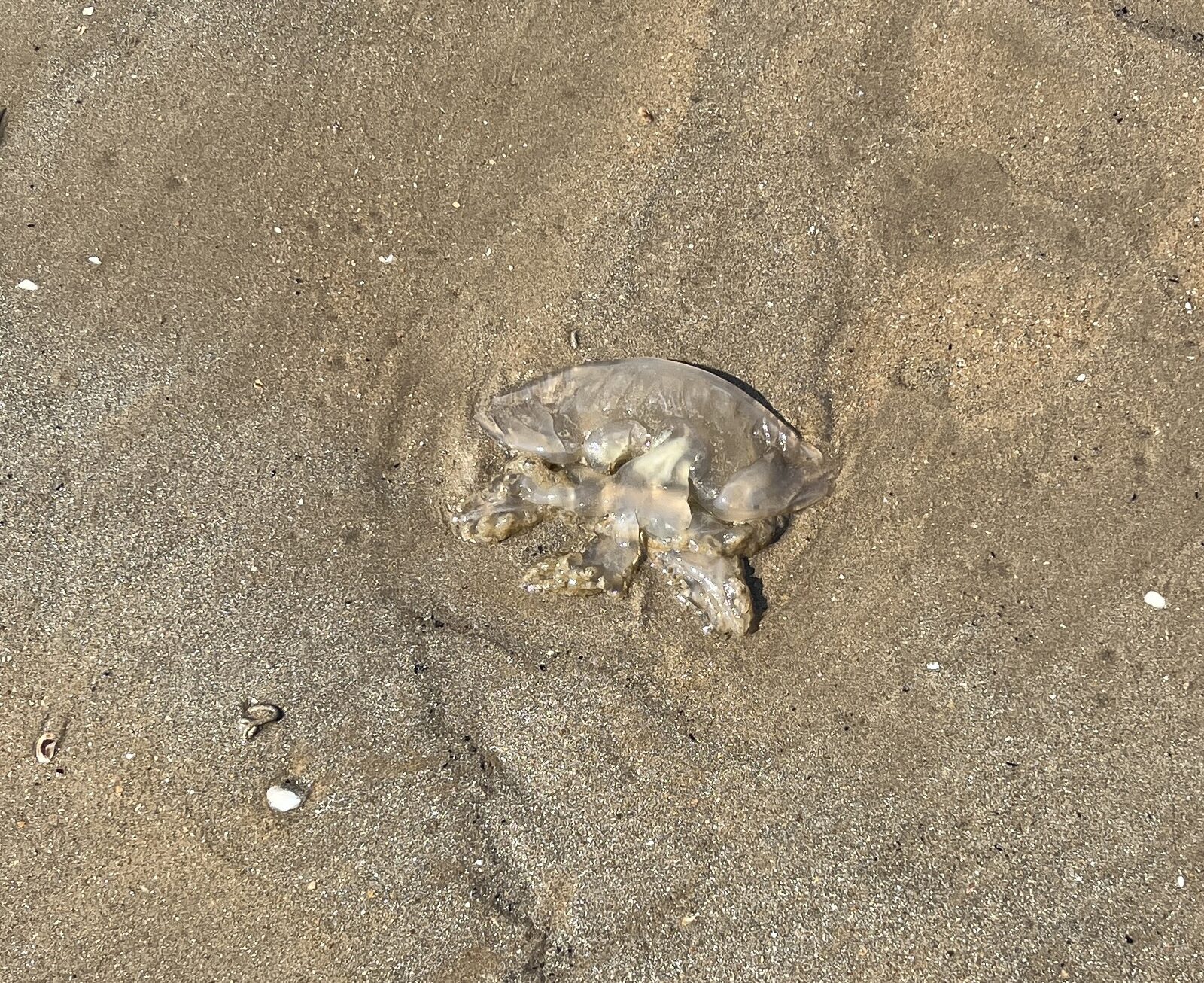 Rhizostoma octopus