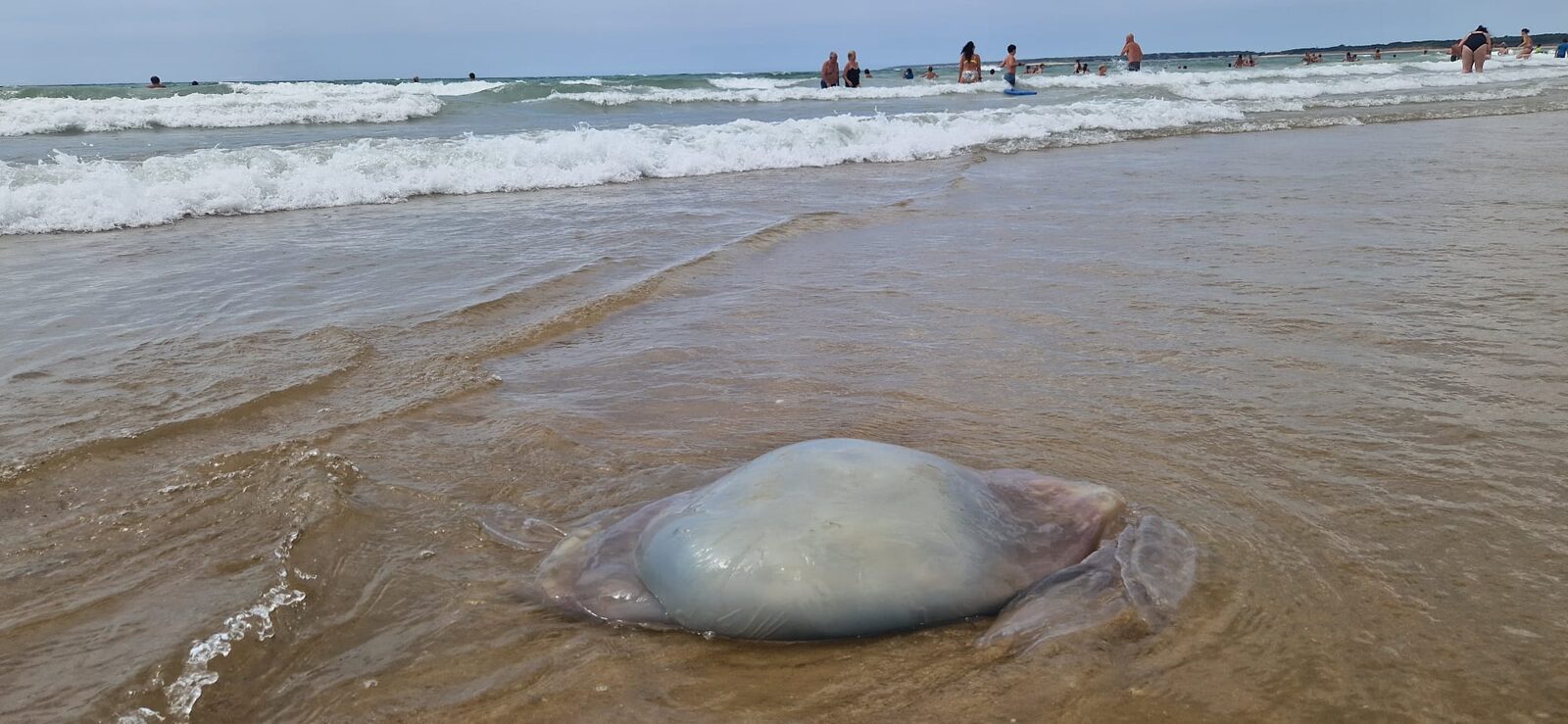 Rhizostoma octopus