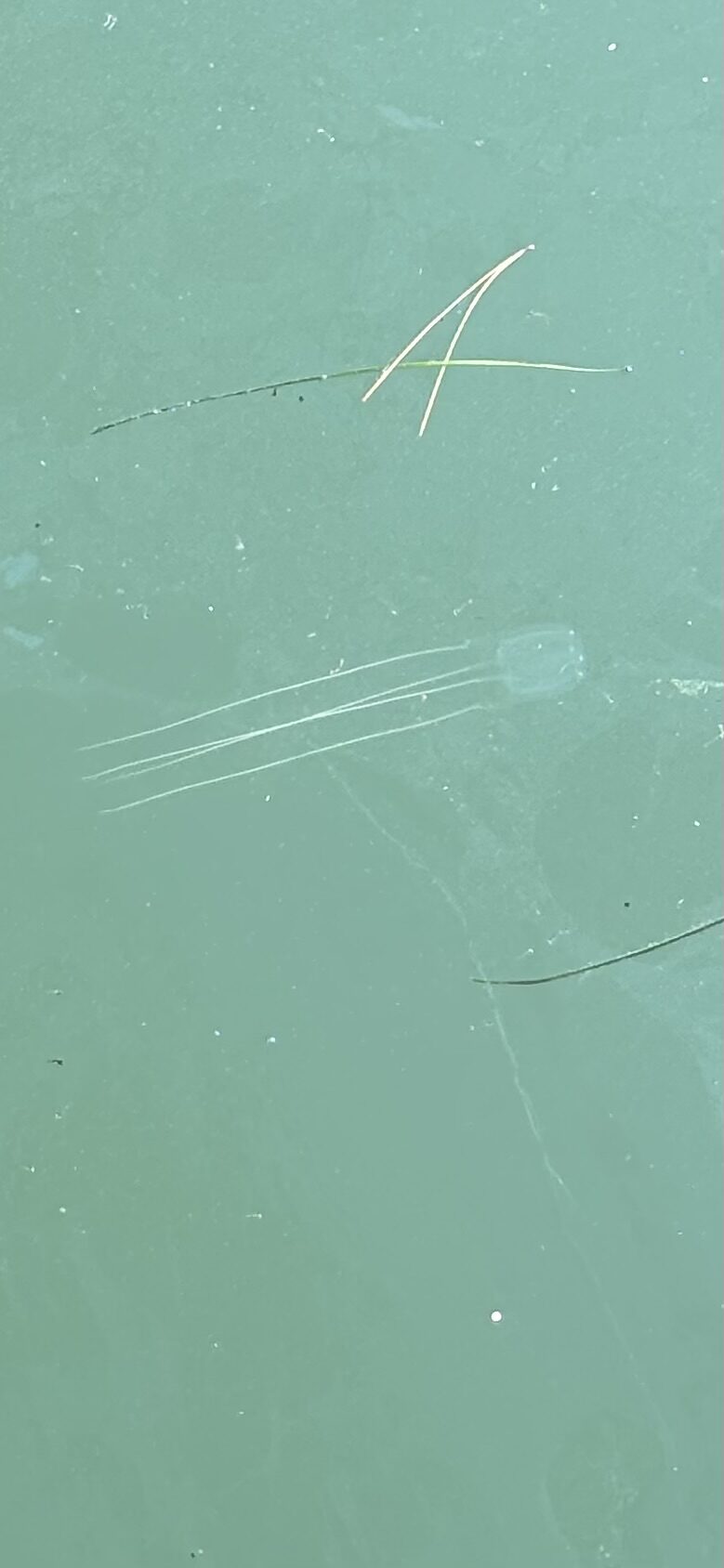 Carybdea marsupialis