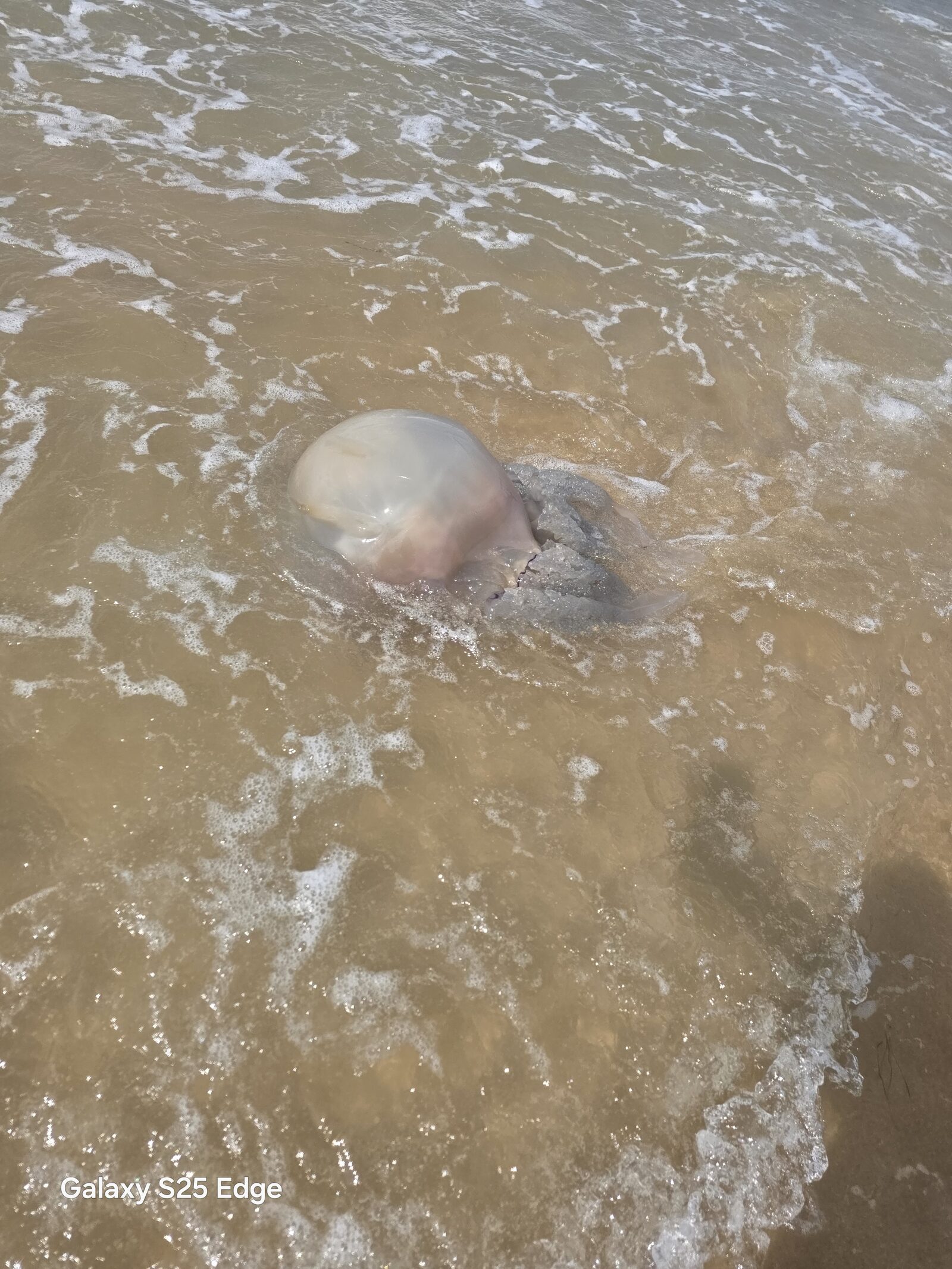 Rhizostoma octopus