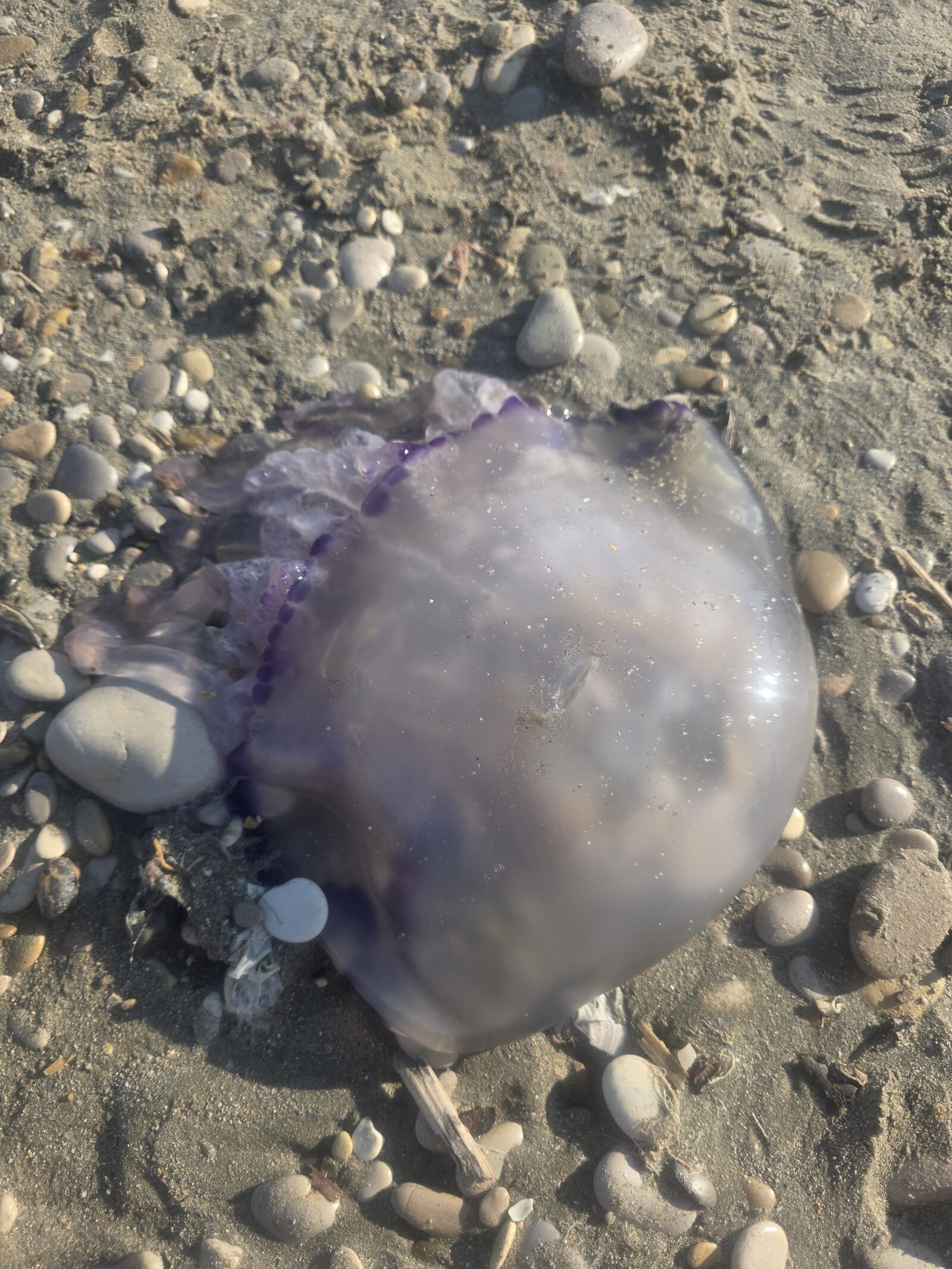 Rhizostoma octopus