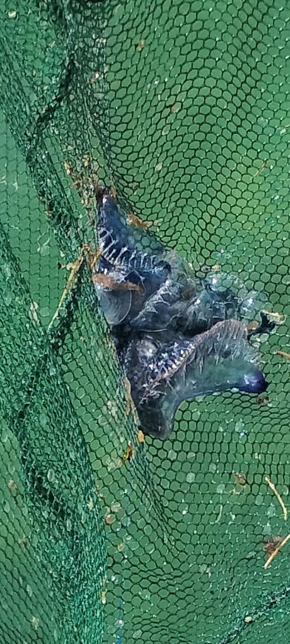 Physalia physalis
