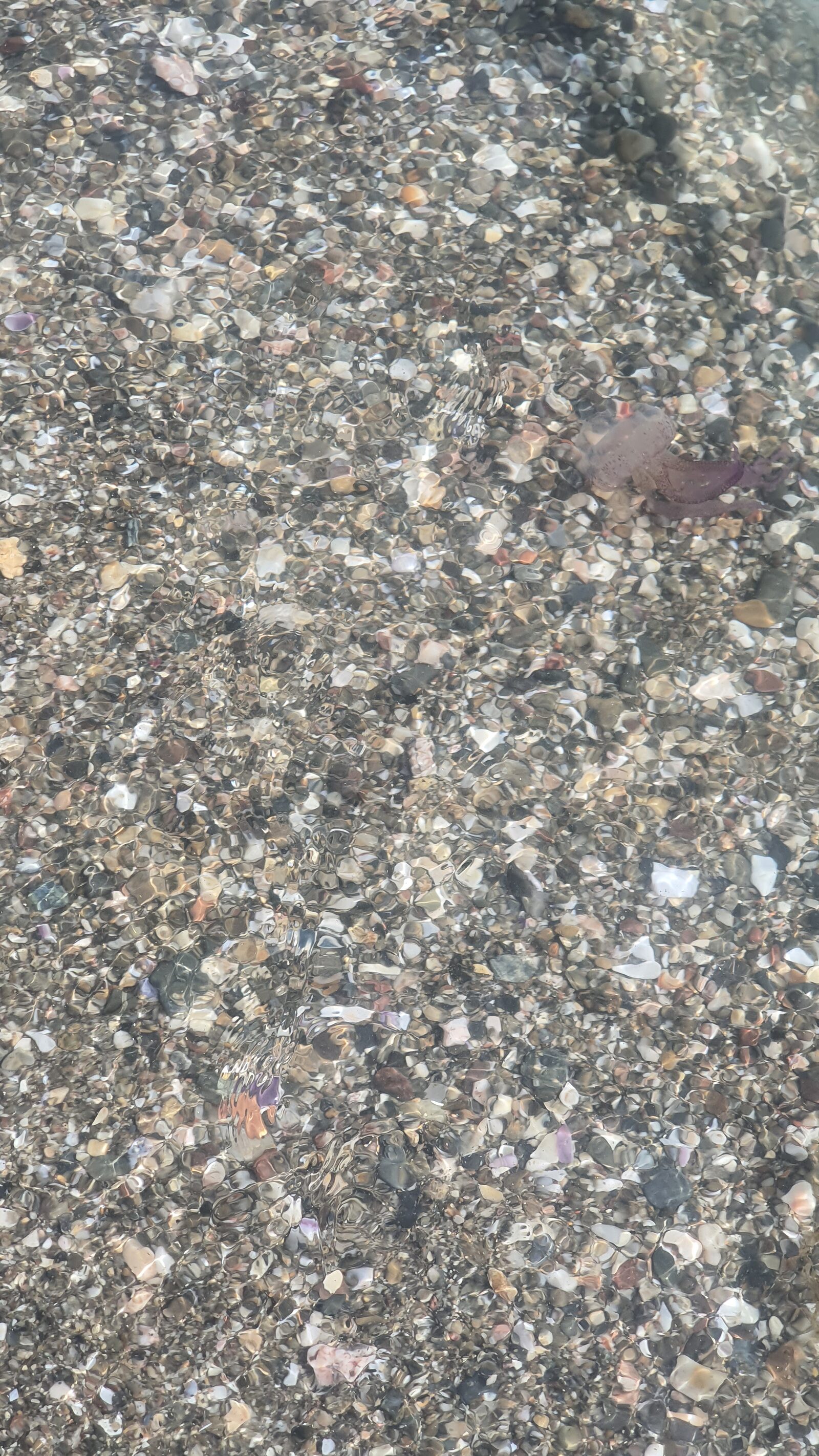 Pelagia Noctiluca