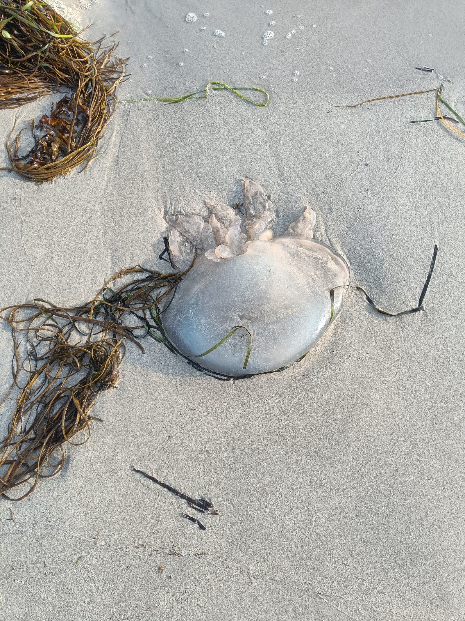 Rhizostoma octopus