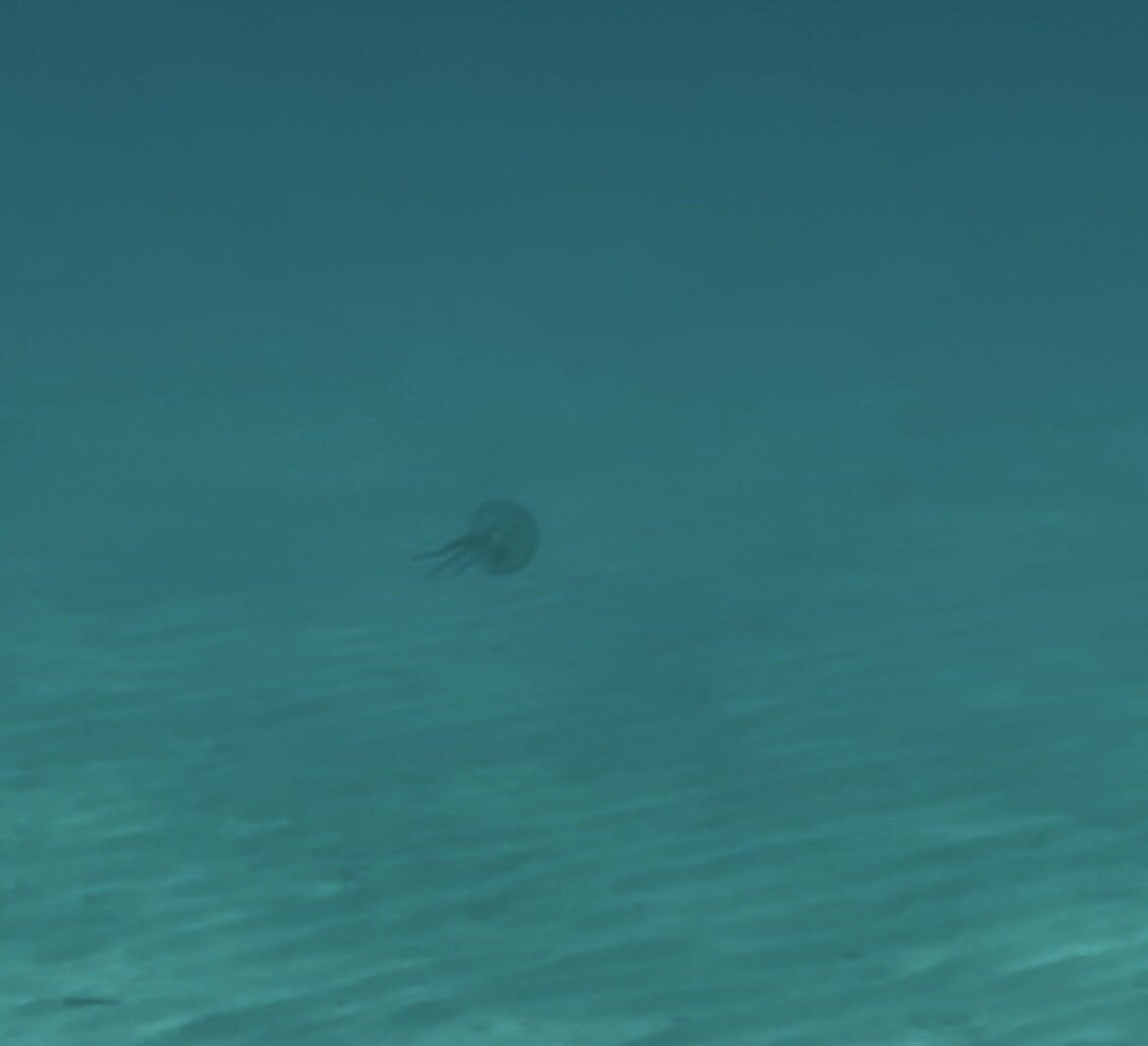 Pelagia Noctiluca