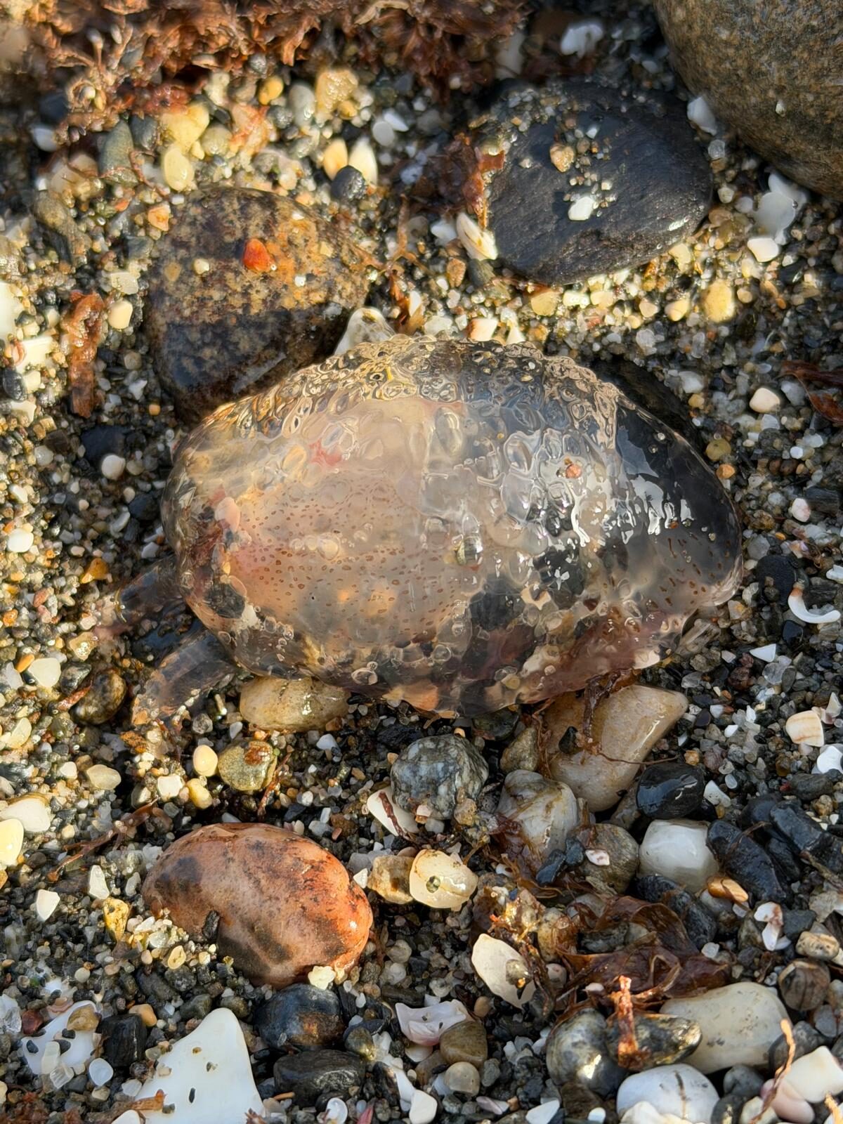 Pelagia Noctiluca