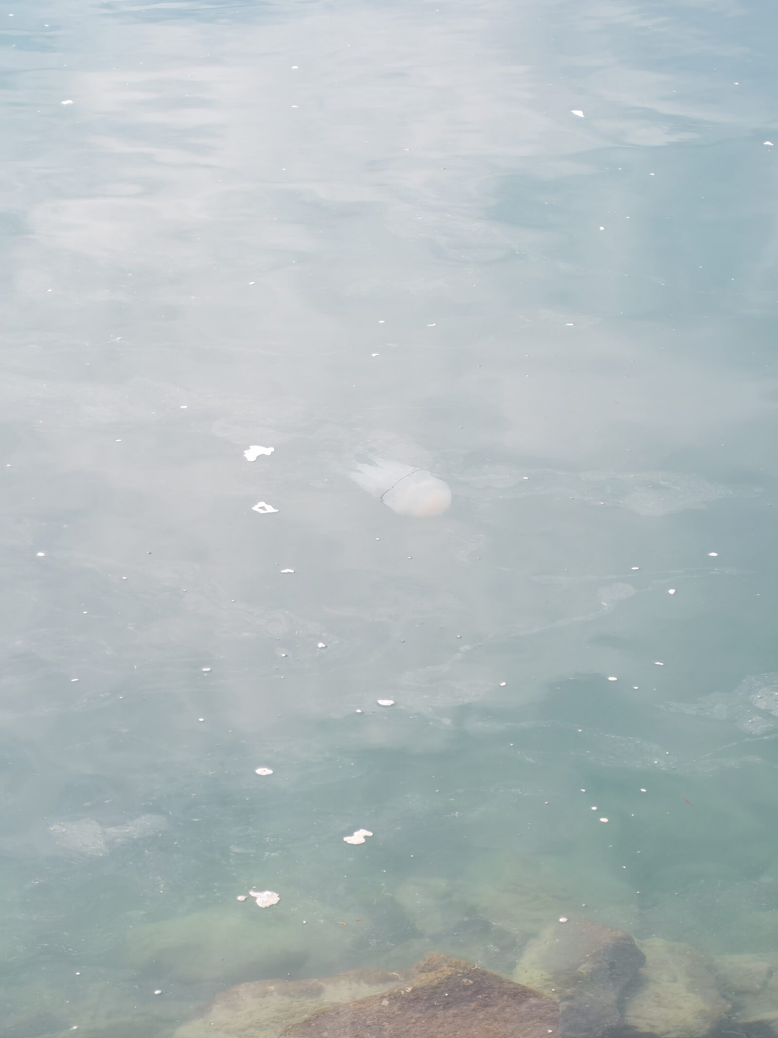 Rhizostoma octopus