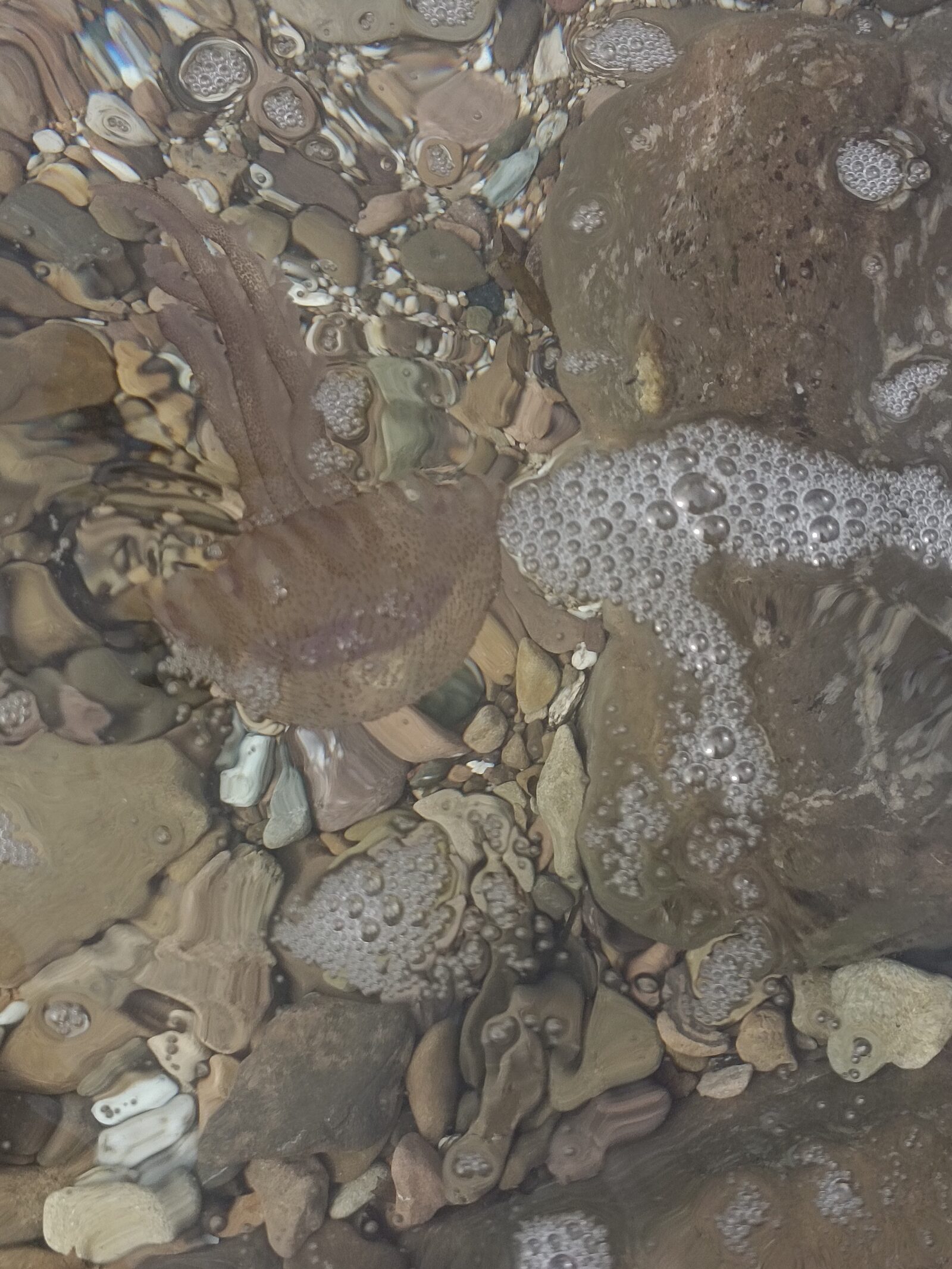 Pelagia Noctiluca