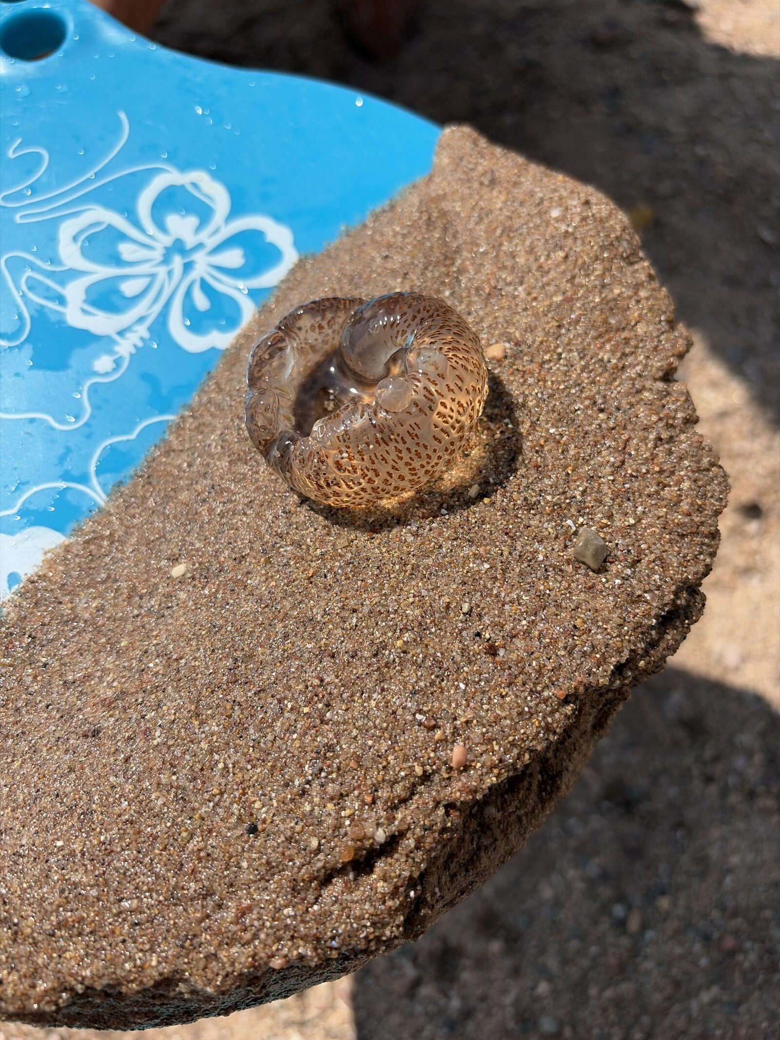 Pelagia Noctiluca