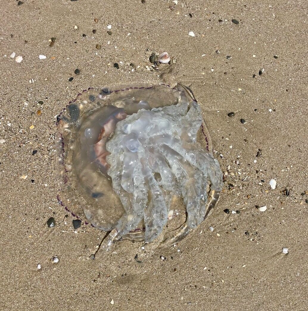 Rhizostoma octopus
