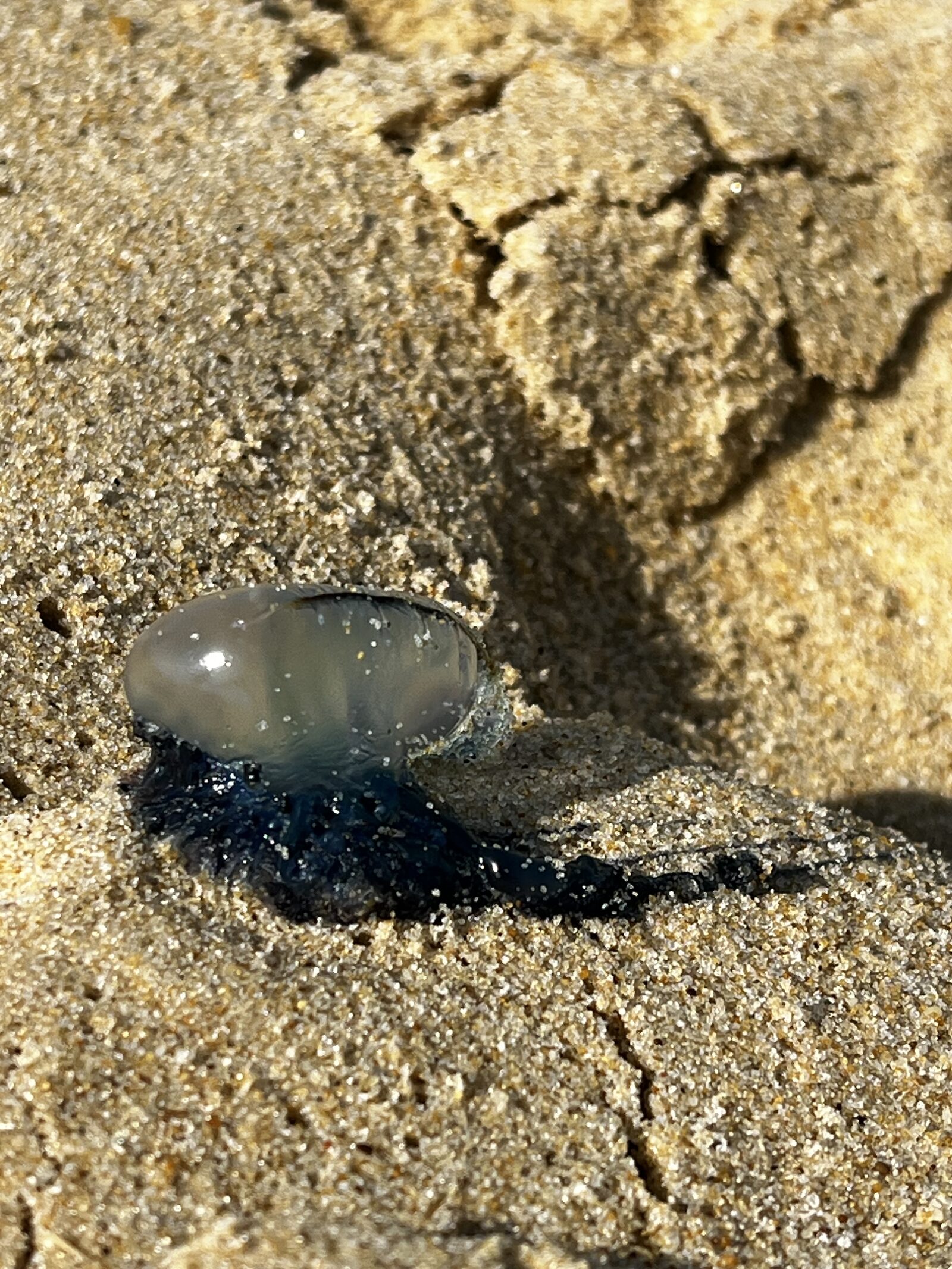 Physalia physalis