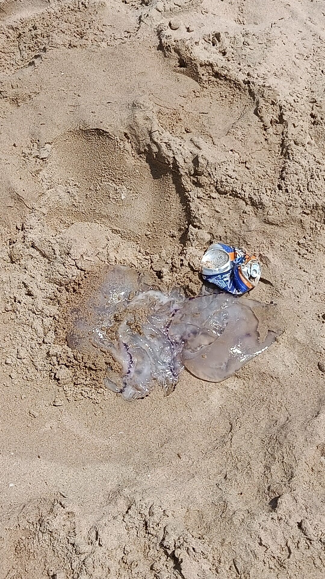 Rhizostoma octopus