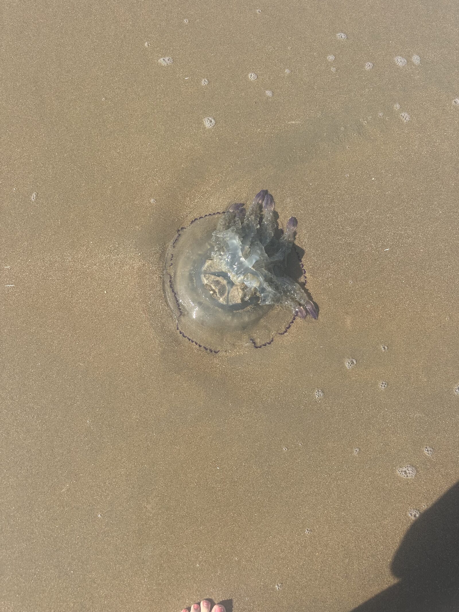 Rhizostoma octopus