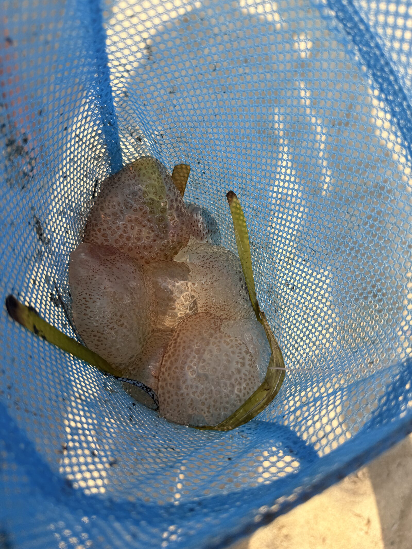 Pelagia Noctiluca