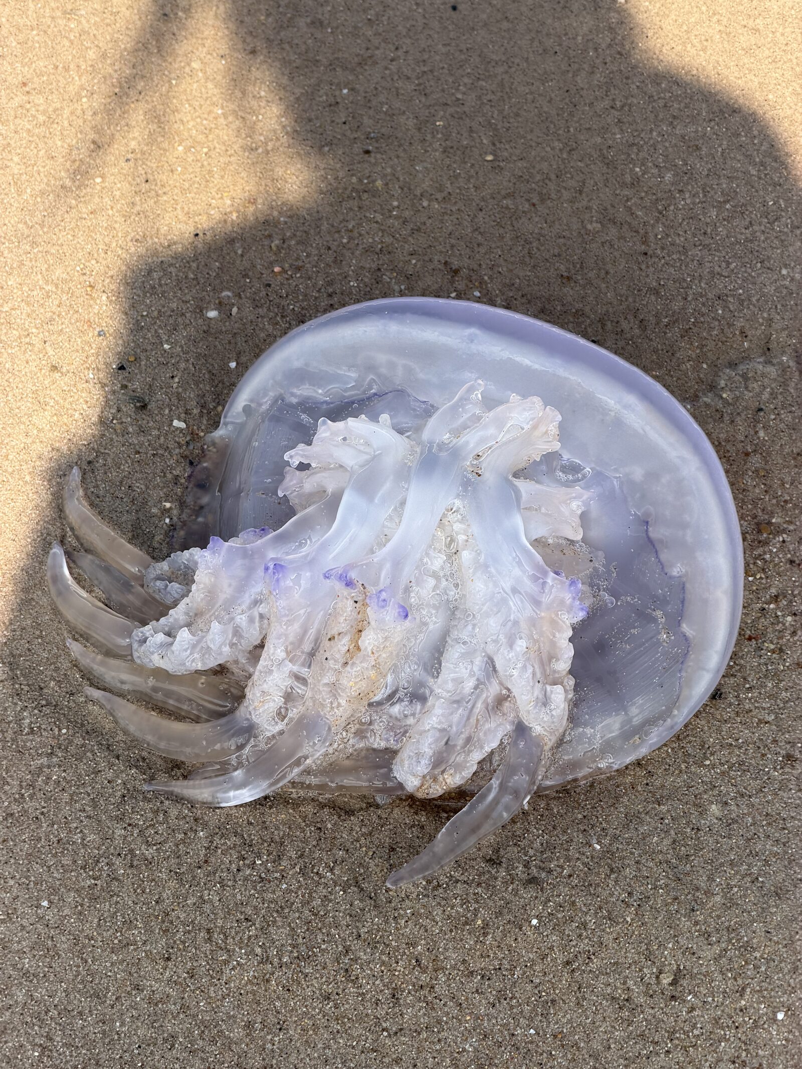 Rhizostoma octopus