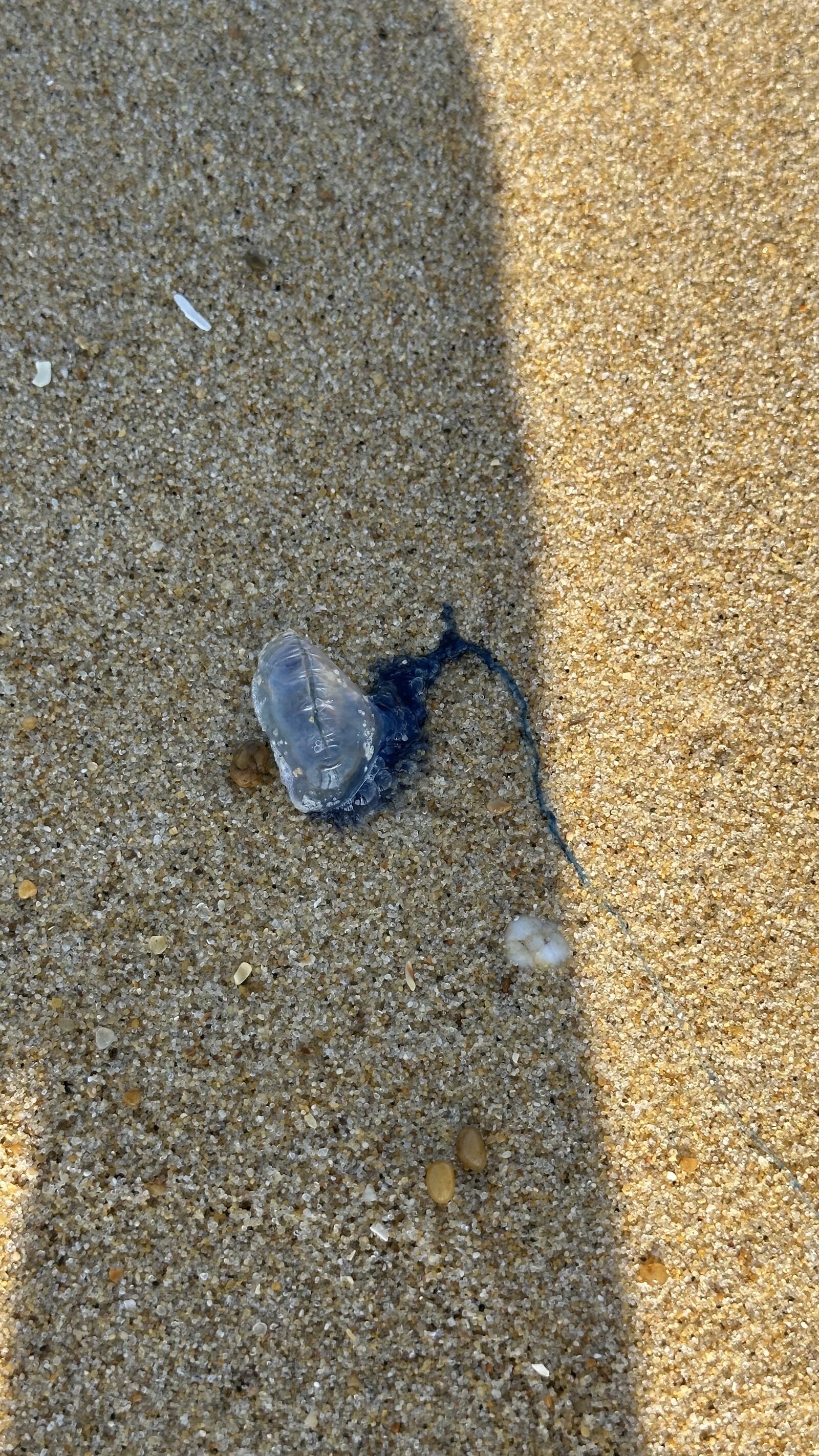 Physalia physalis