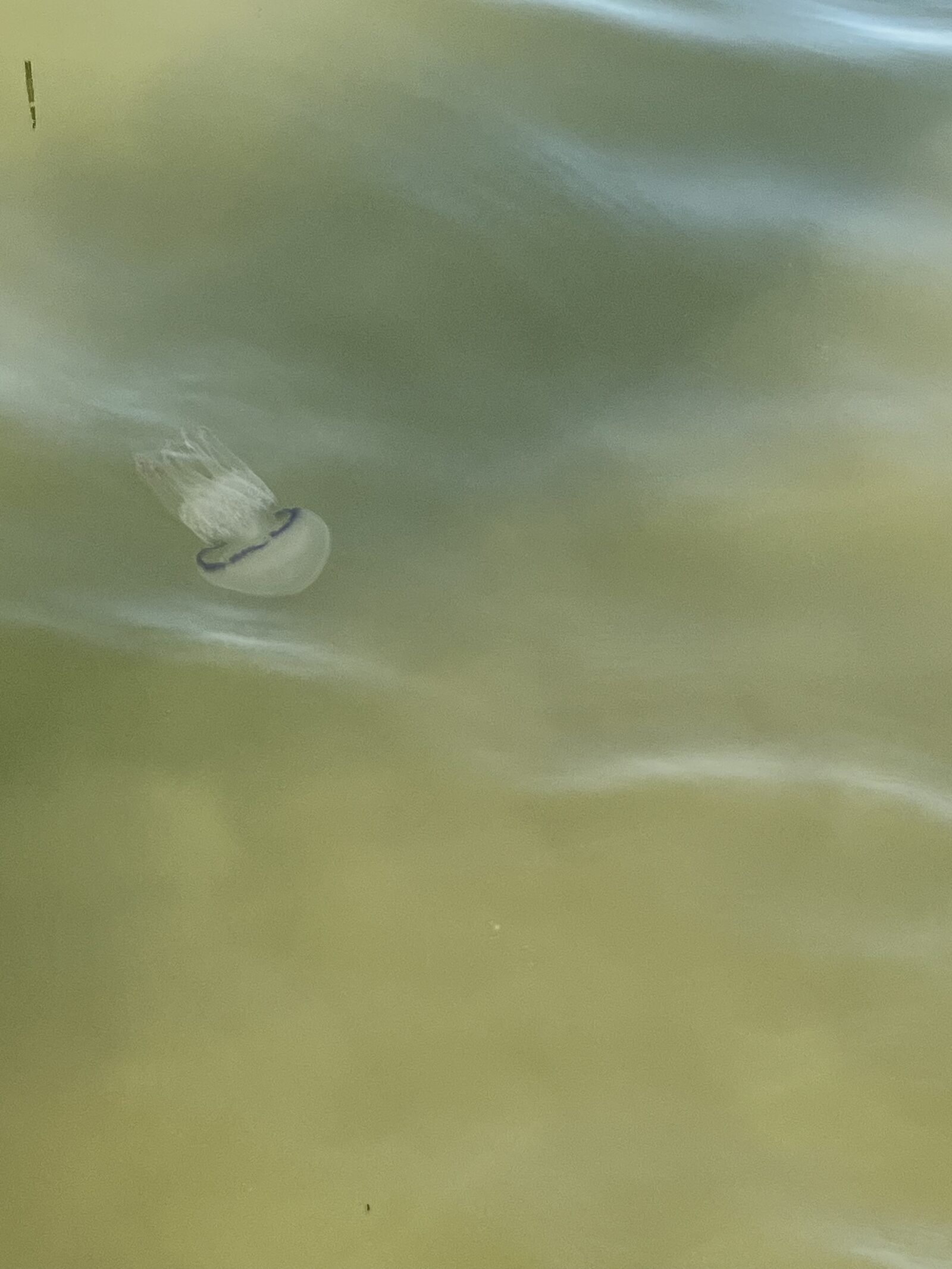 Rhizostoma octopus