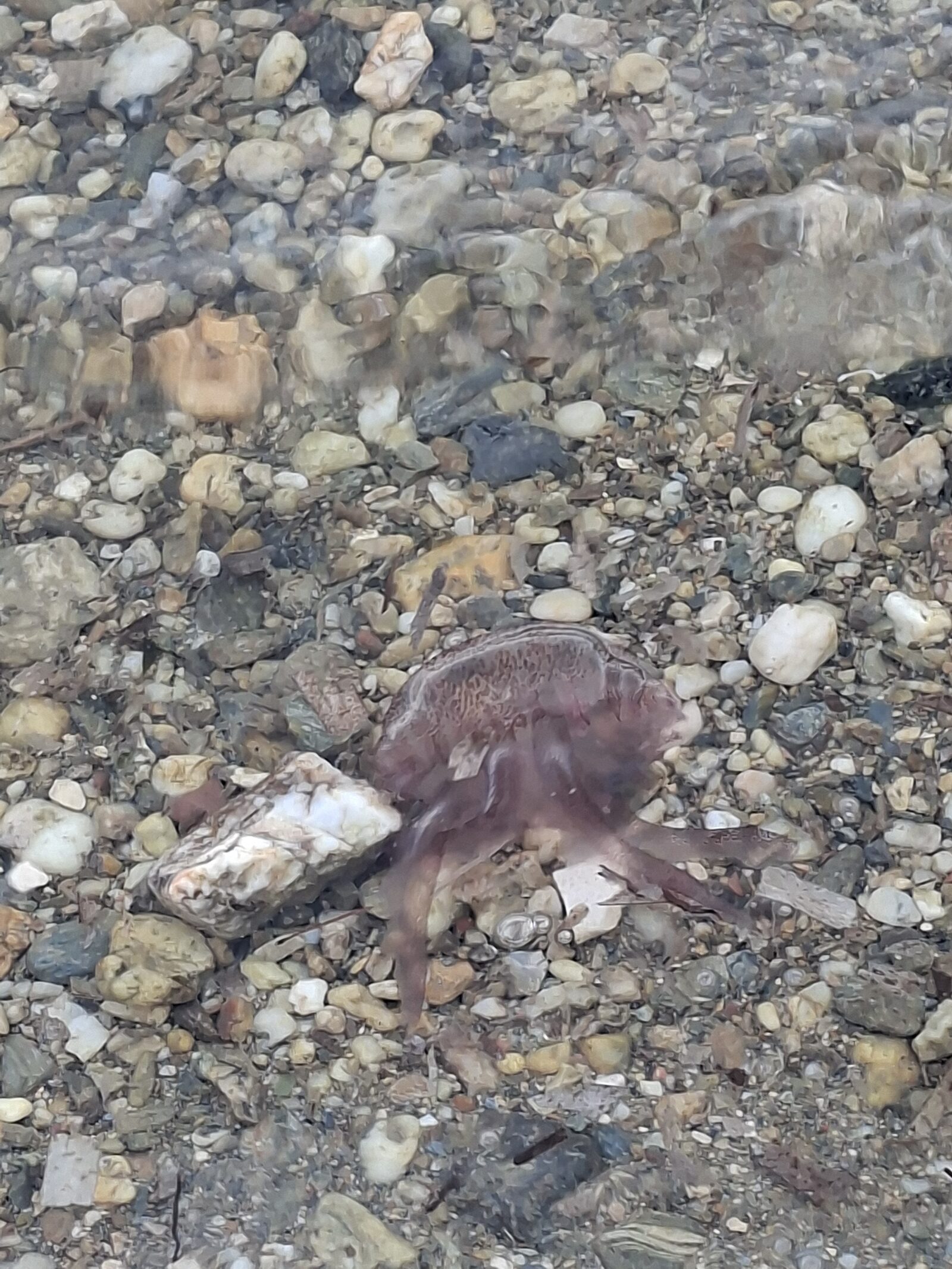 Pelagia Noctiluca