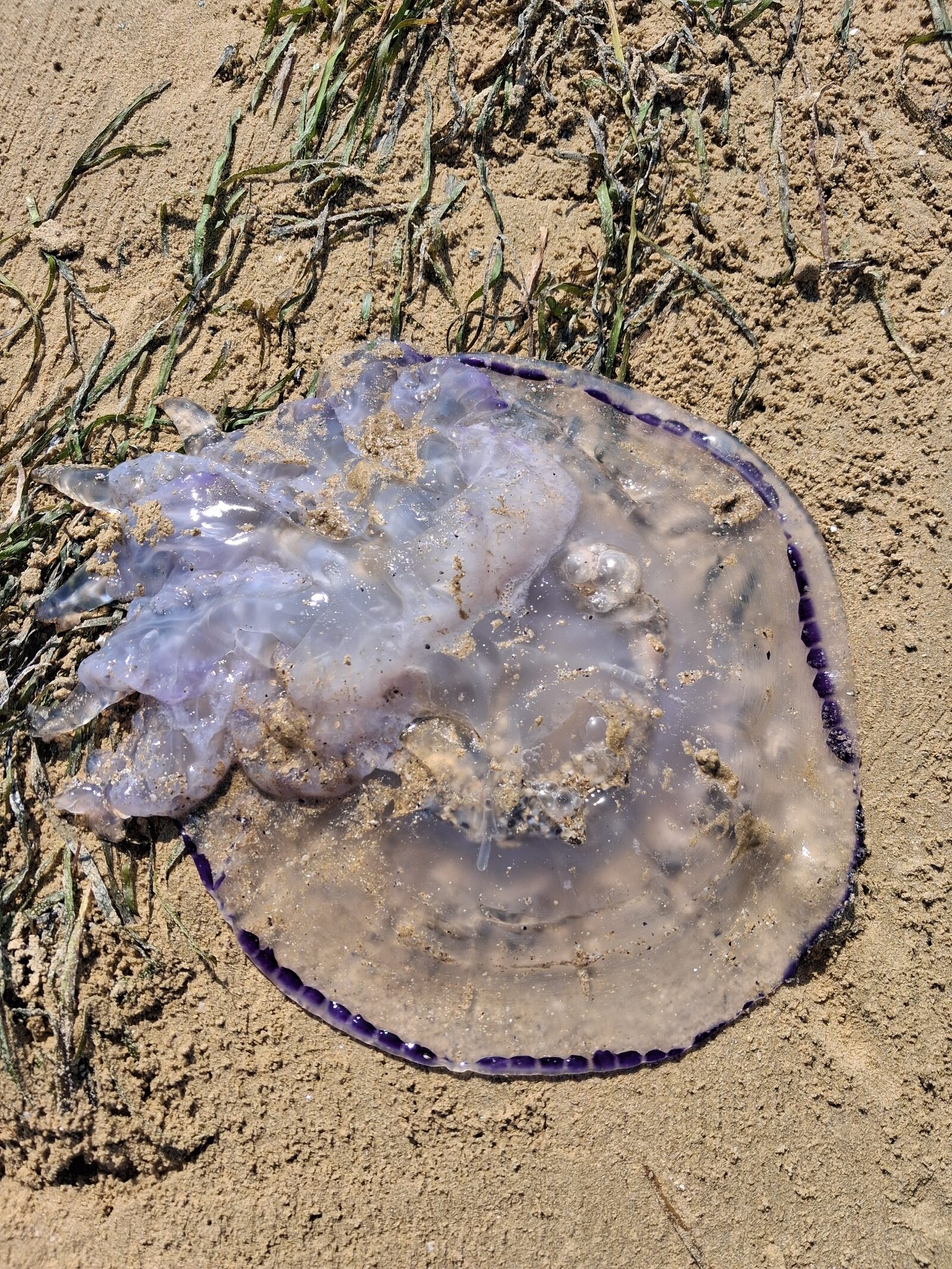Rhizostoma octopus