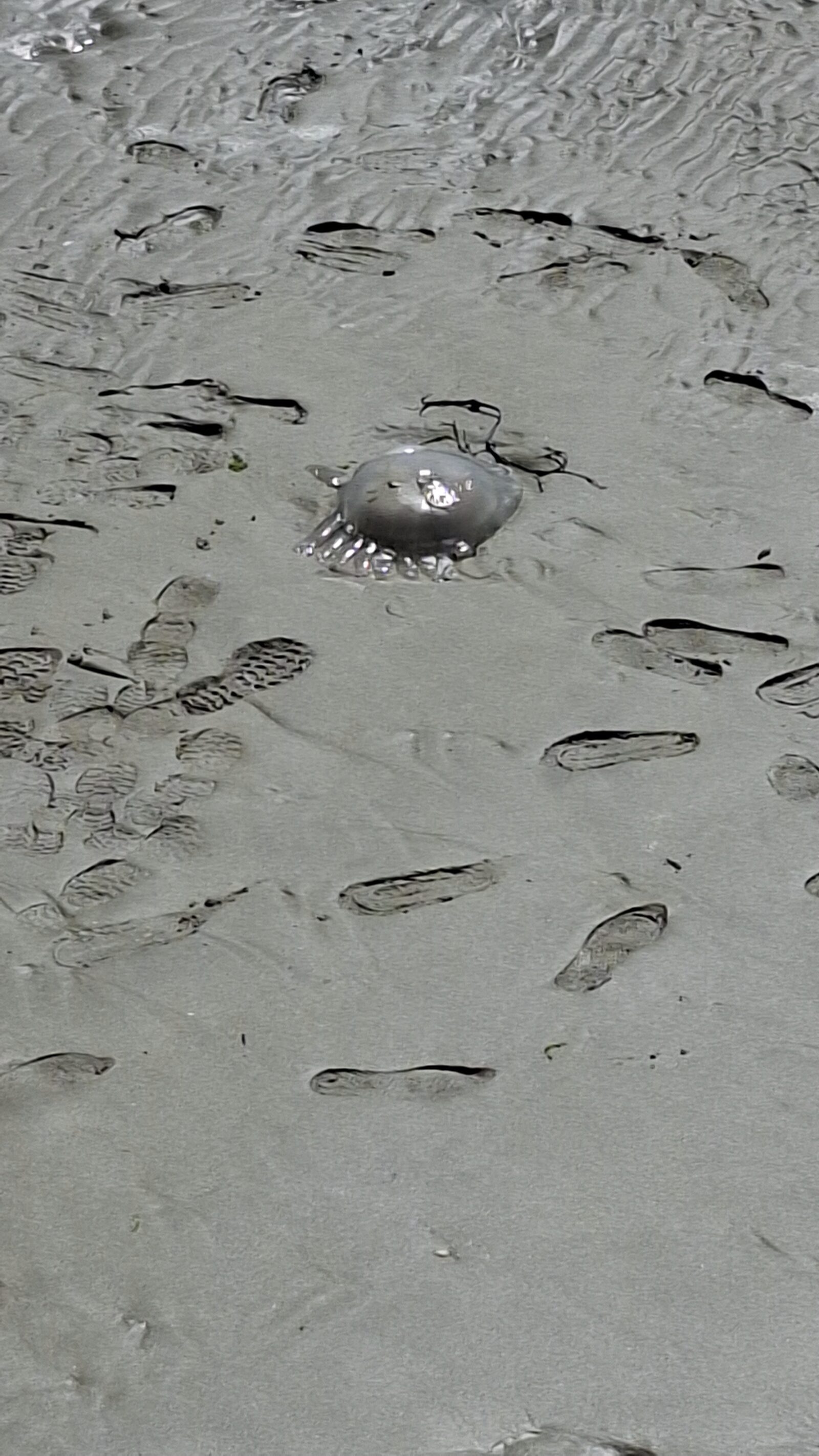 Rhizostoma octopus