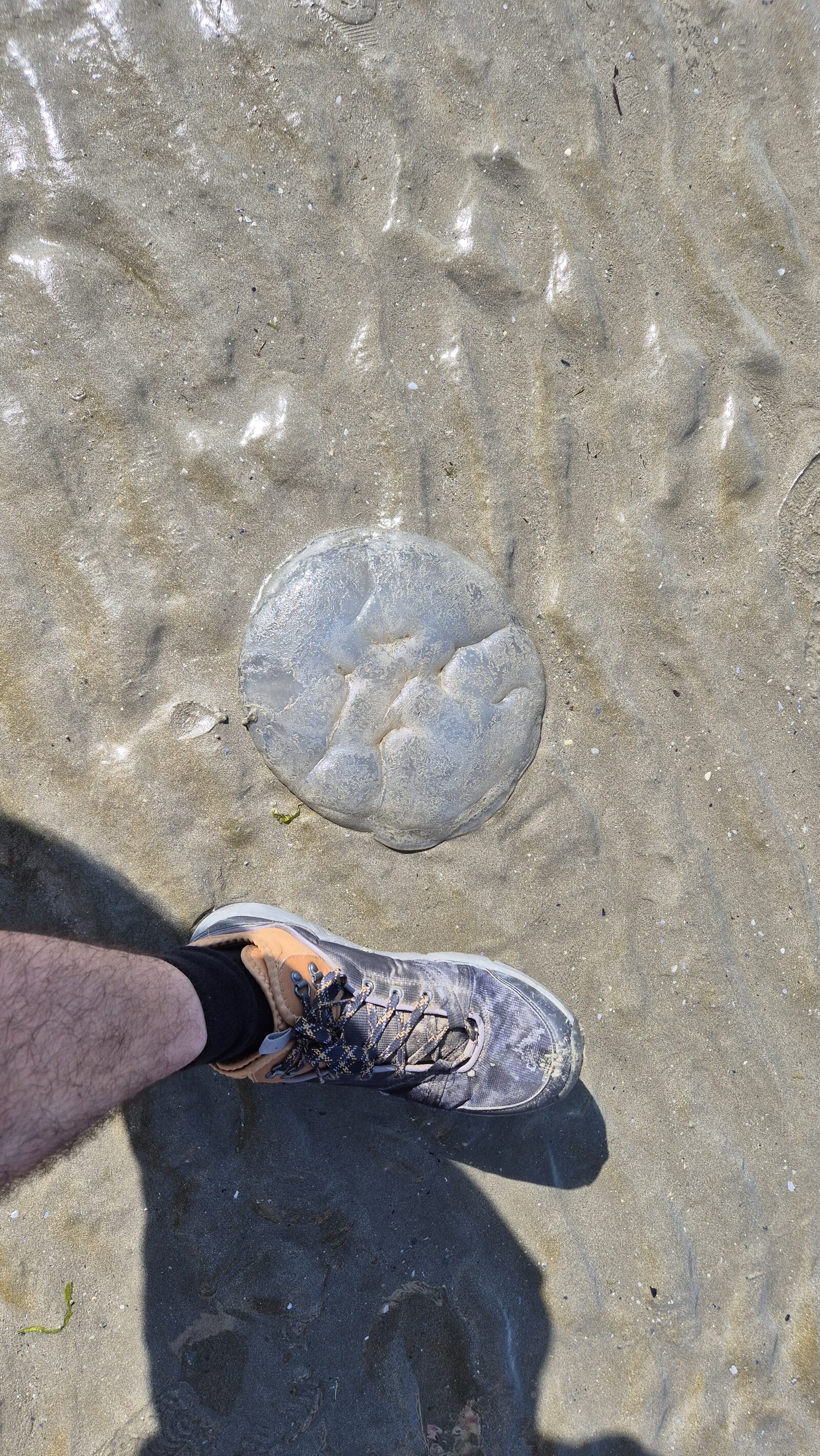 Rhizostoma octopus