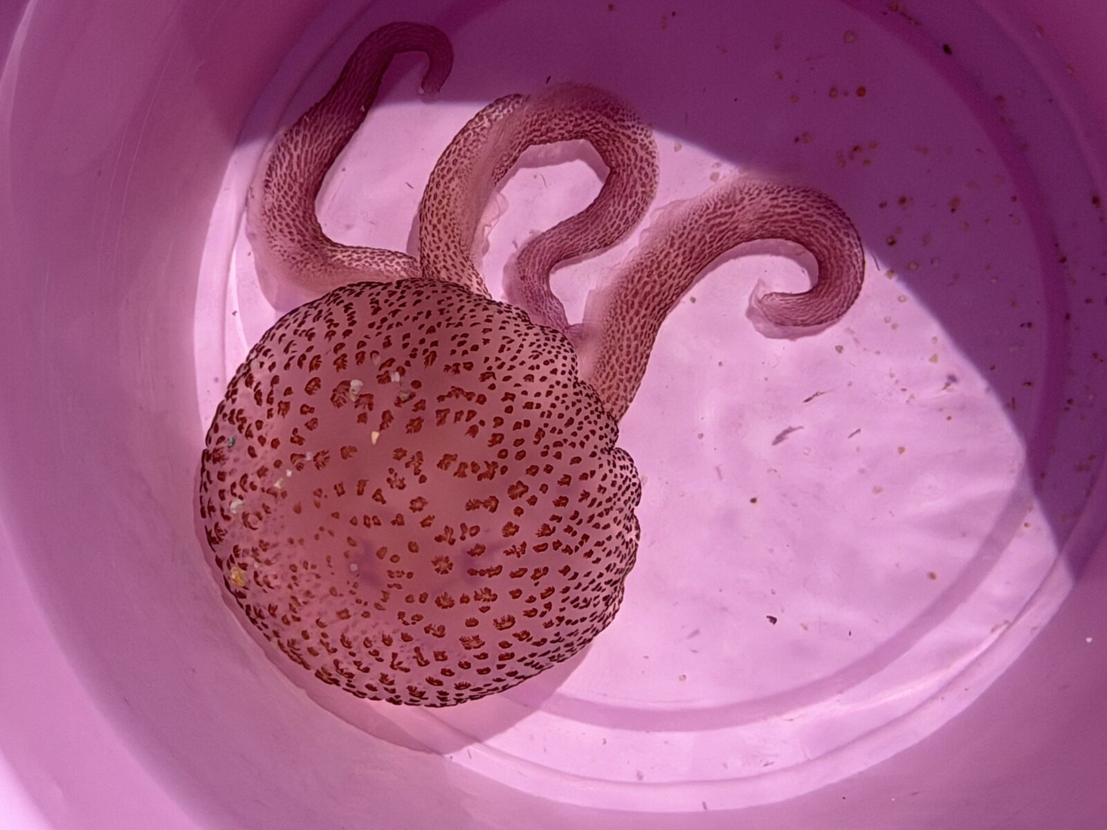Pelagia Noctiluca