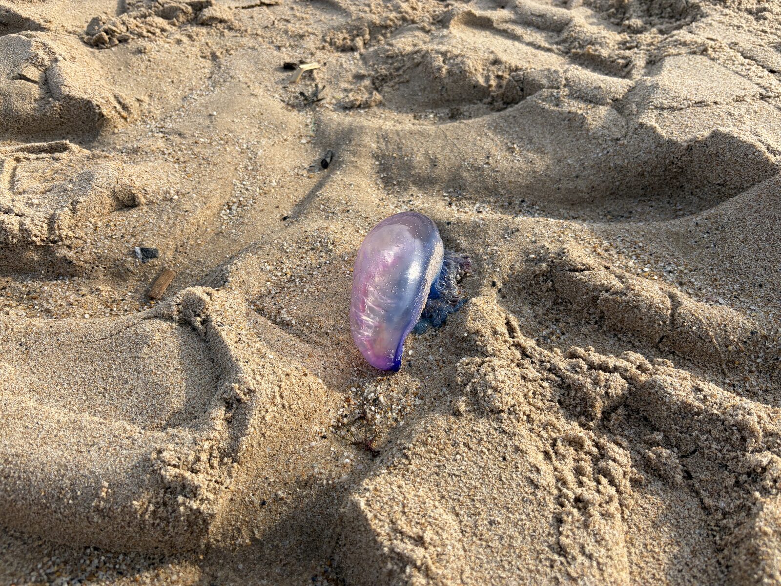 Physalia physalis