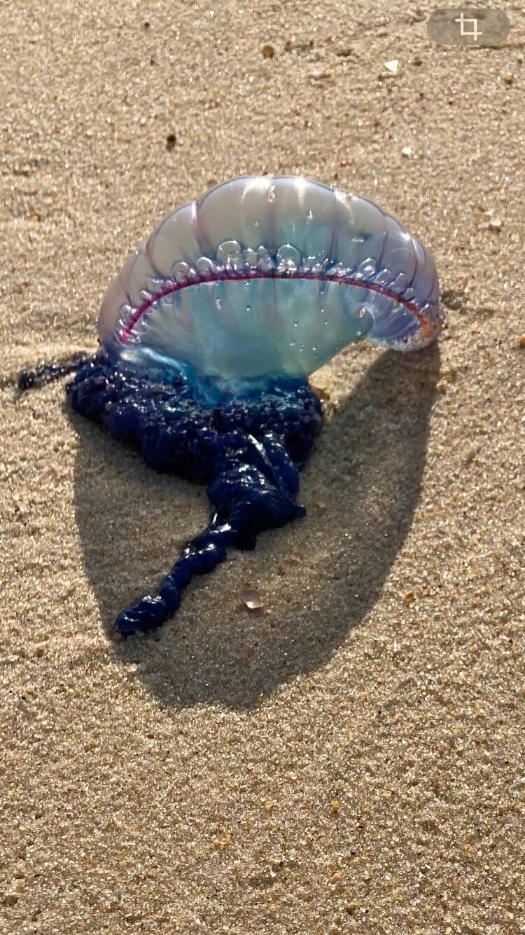 Physalia physalis