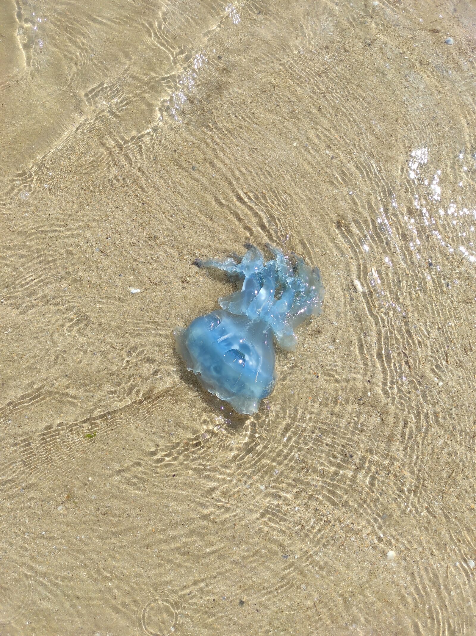 Rhizostoma octopus