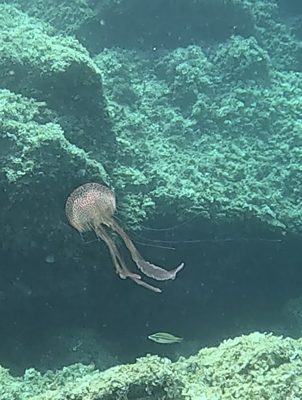 Pelagia Noctiluca