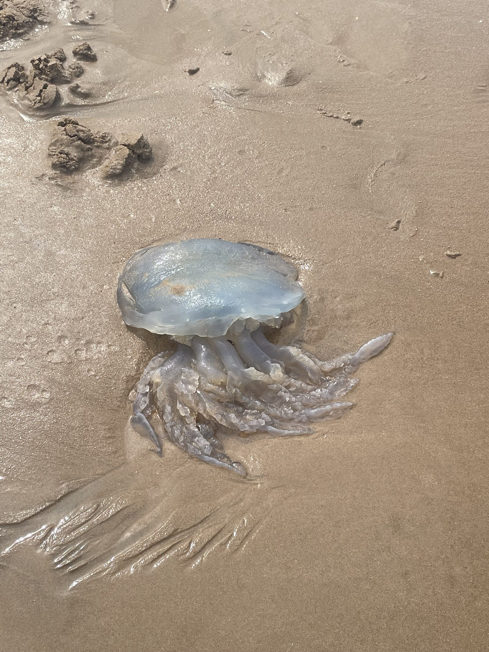 Rhizostoma octopus