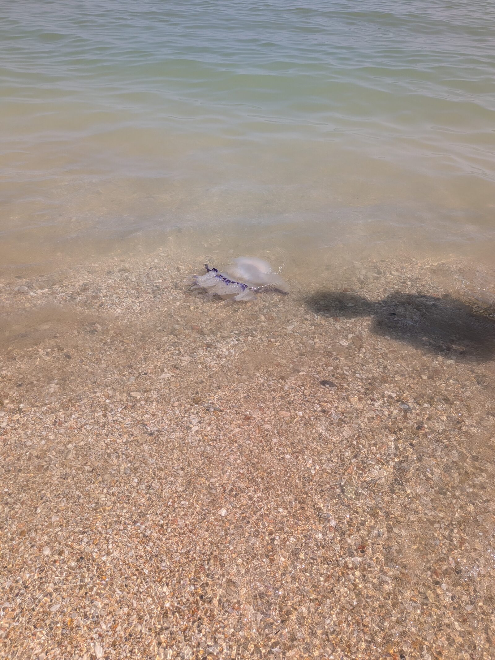 Rhizostoma octopus