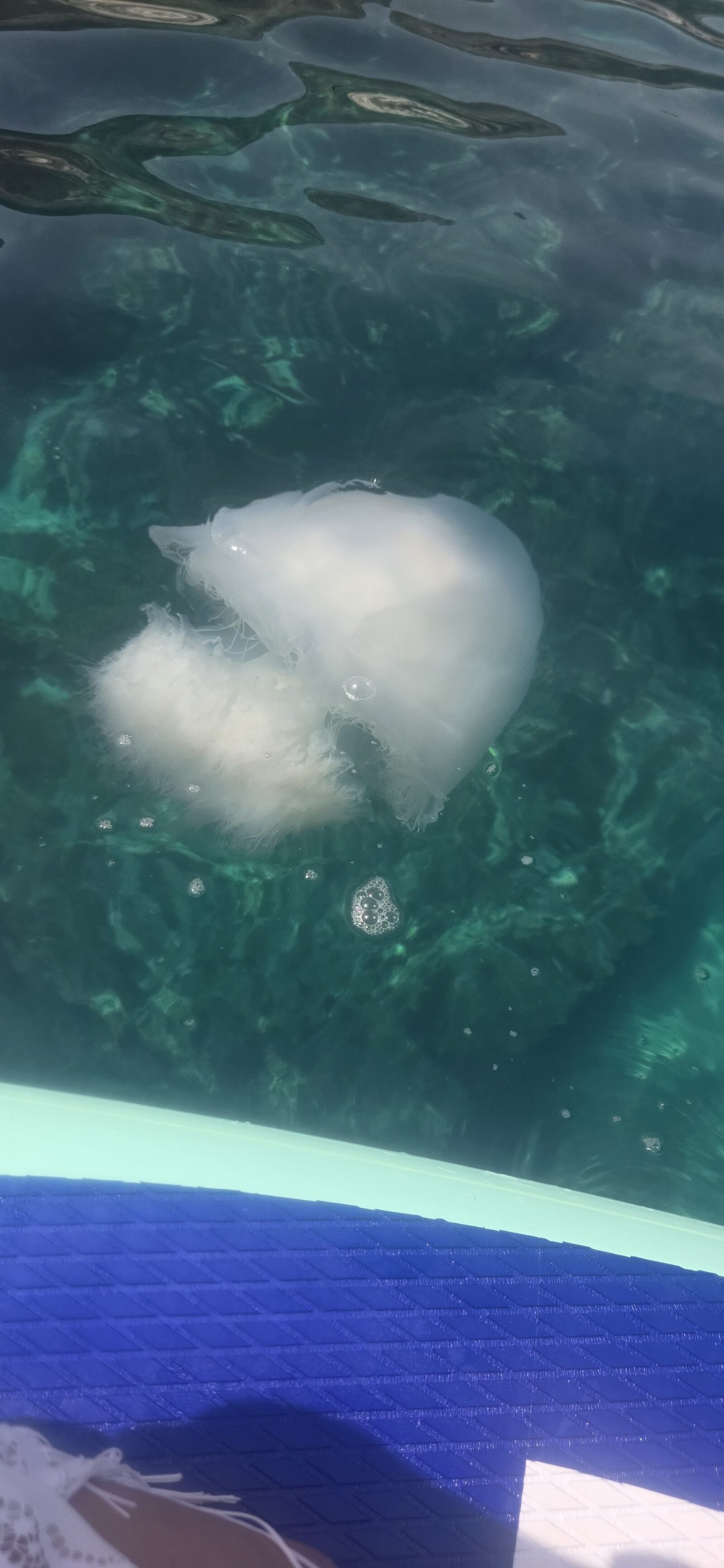 Rhizostoma octopus
