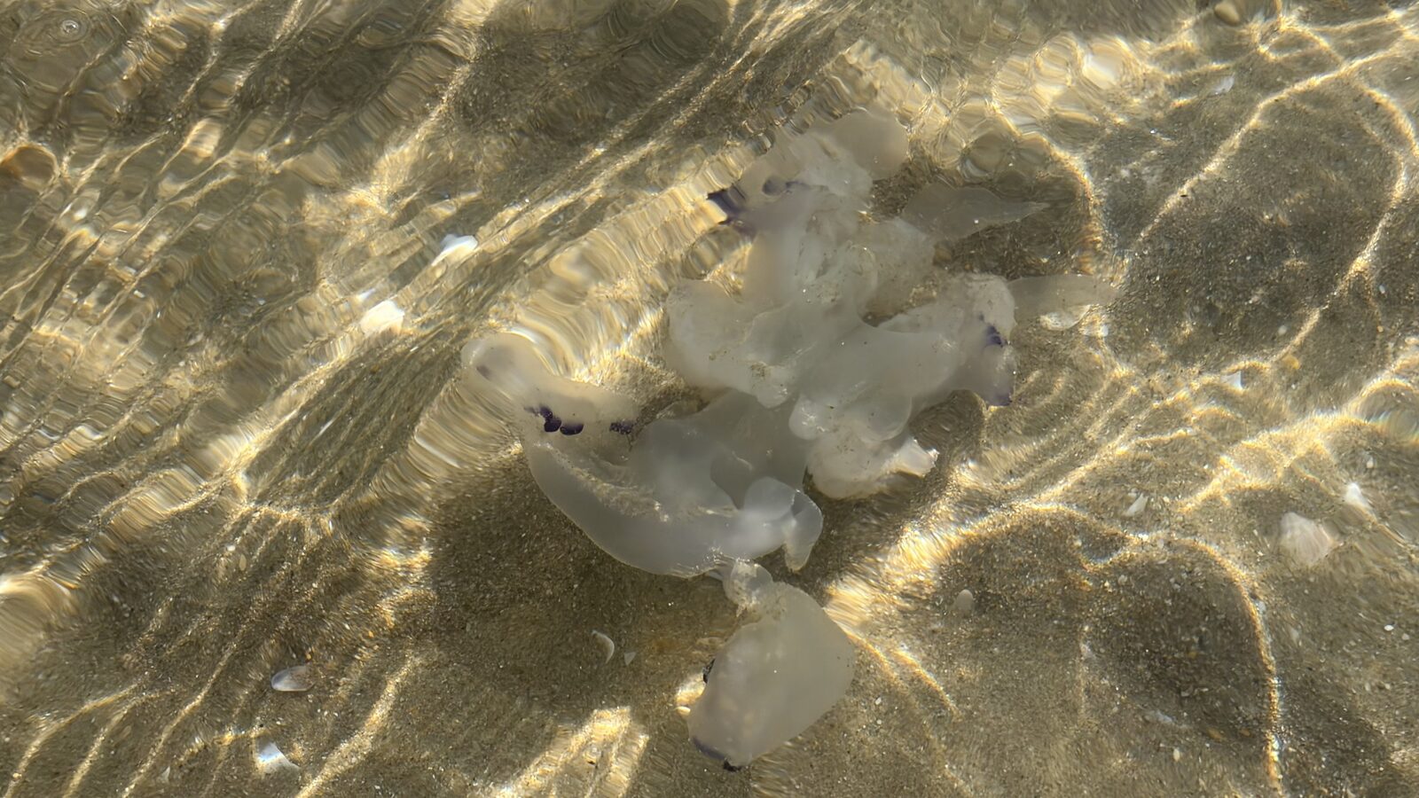 Rhizostoma octopus